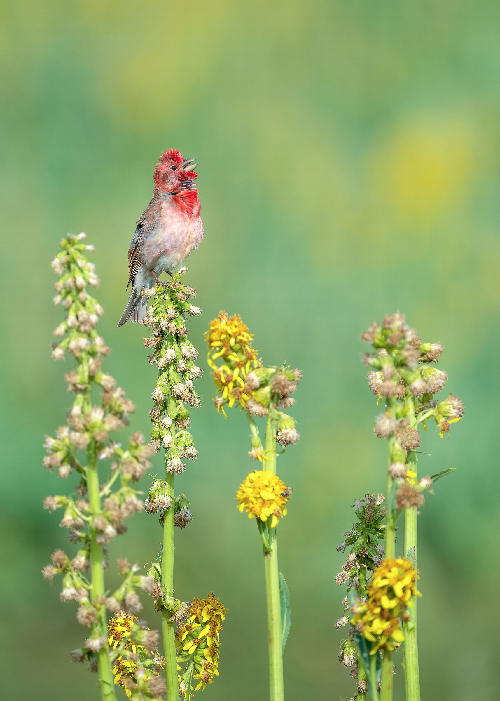 Common Rosefinch