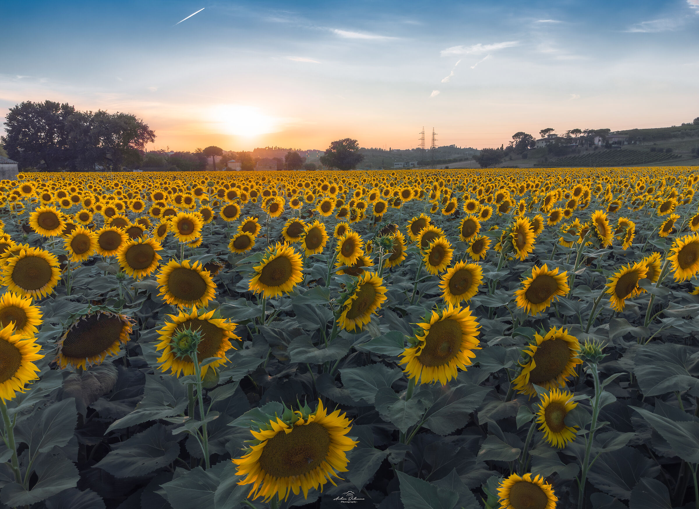 Dronata sui girasoli di Petroio