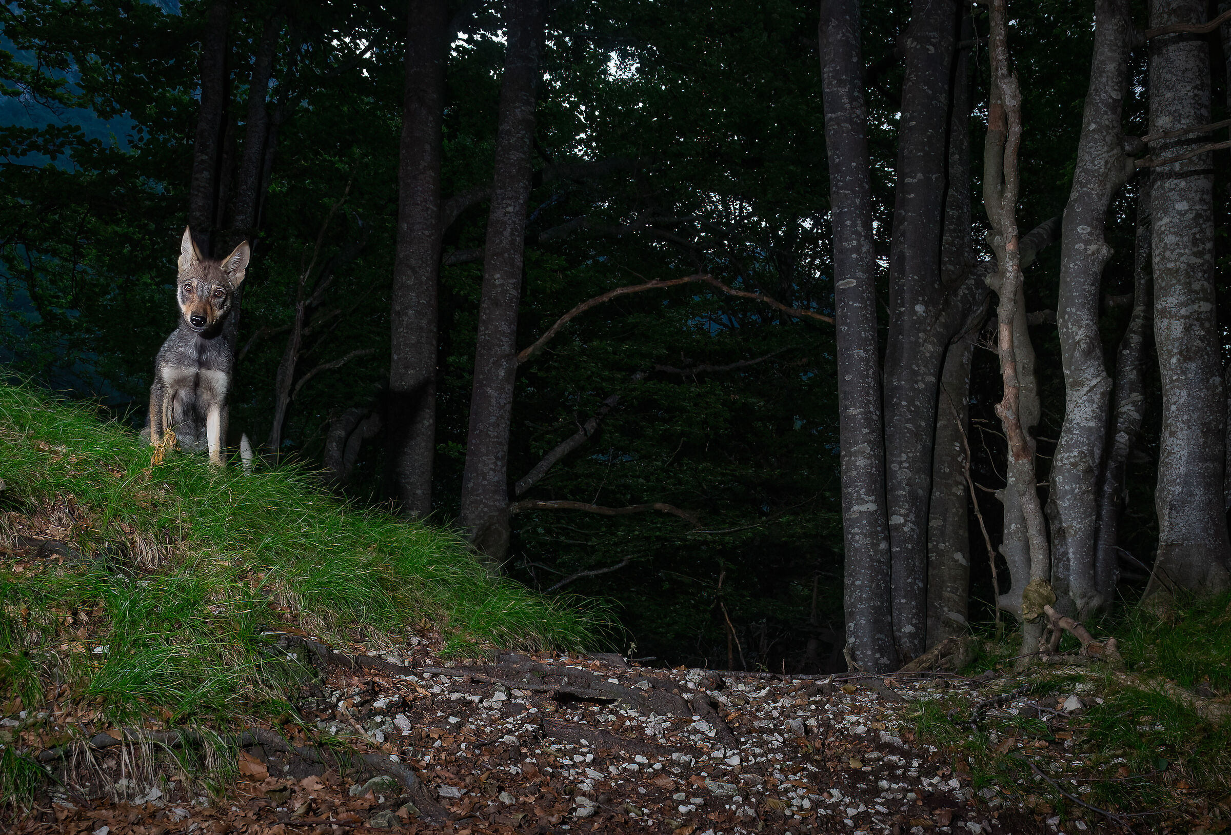 Wolf cub