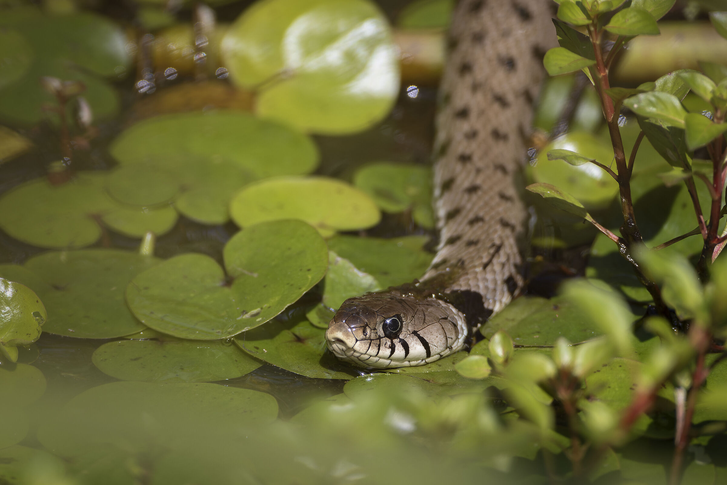 Collared snake