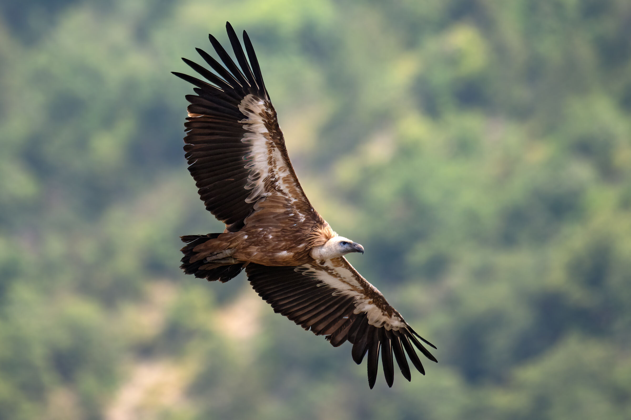 Griffin - Barronies Provencal