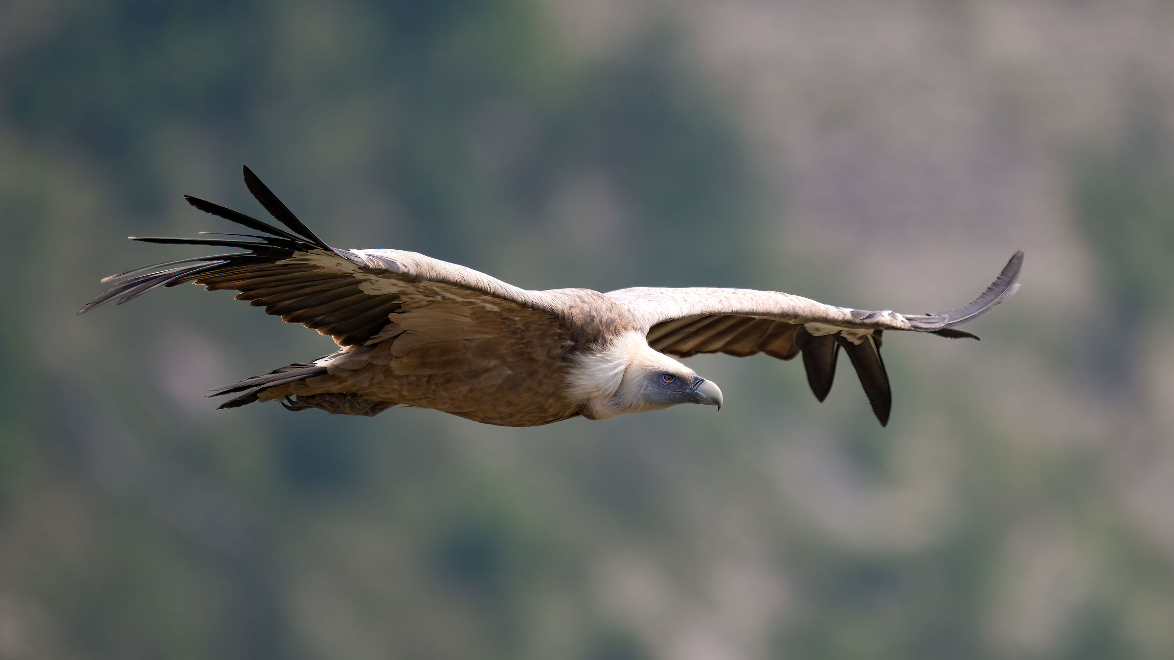 Griffin - Barronies Provencal