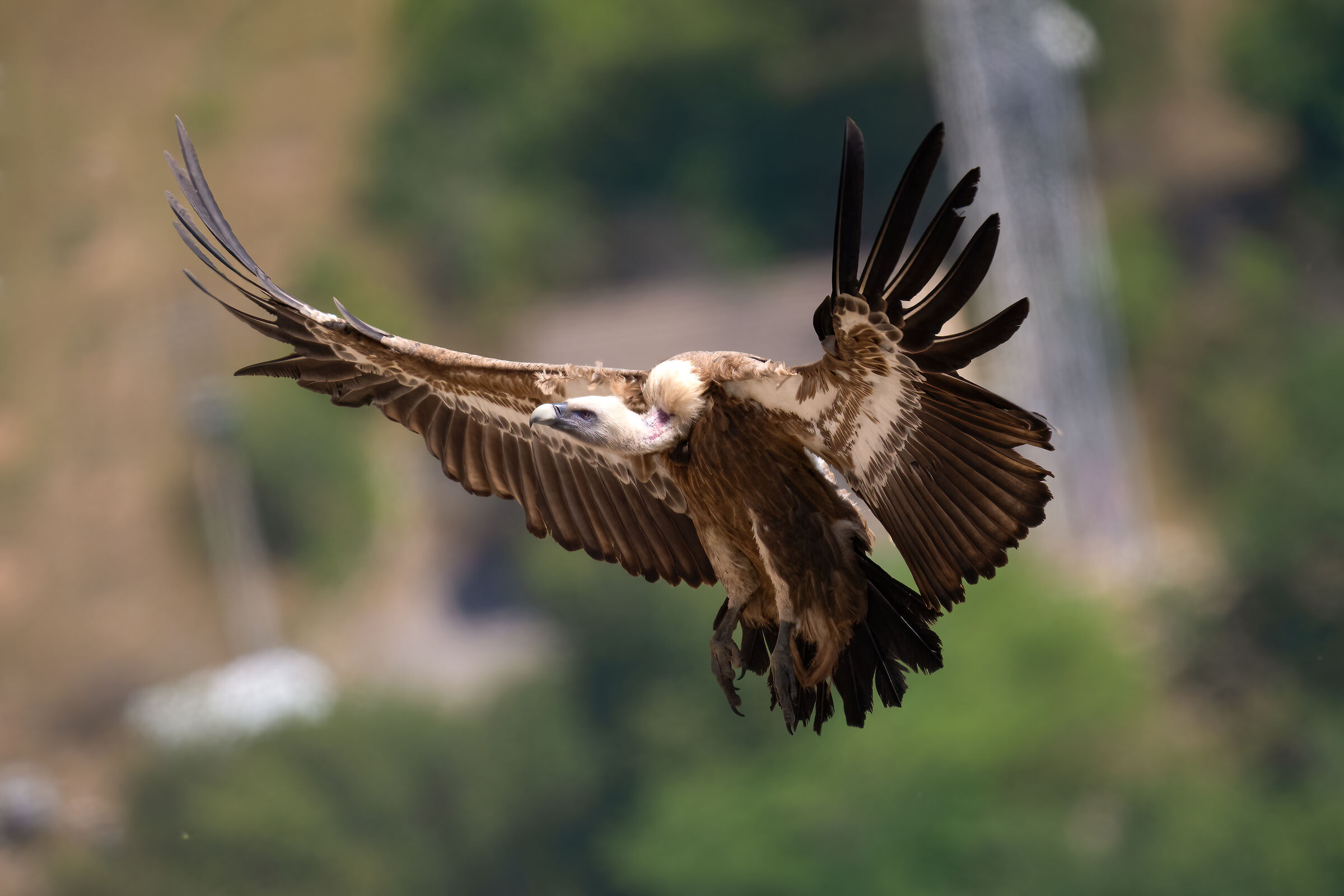 Griffin - Barronies Provencal