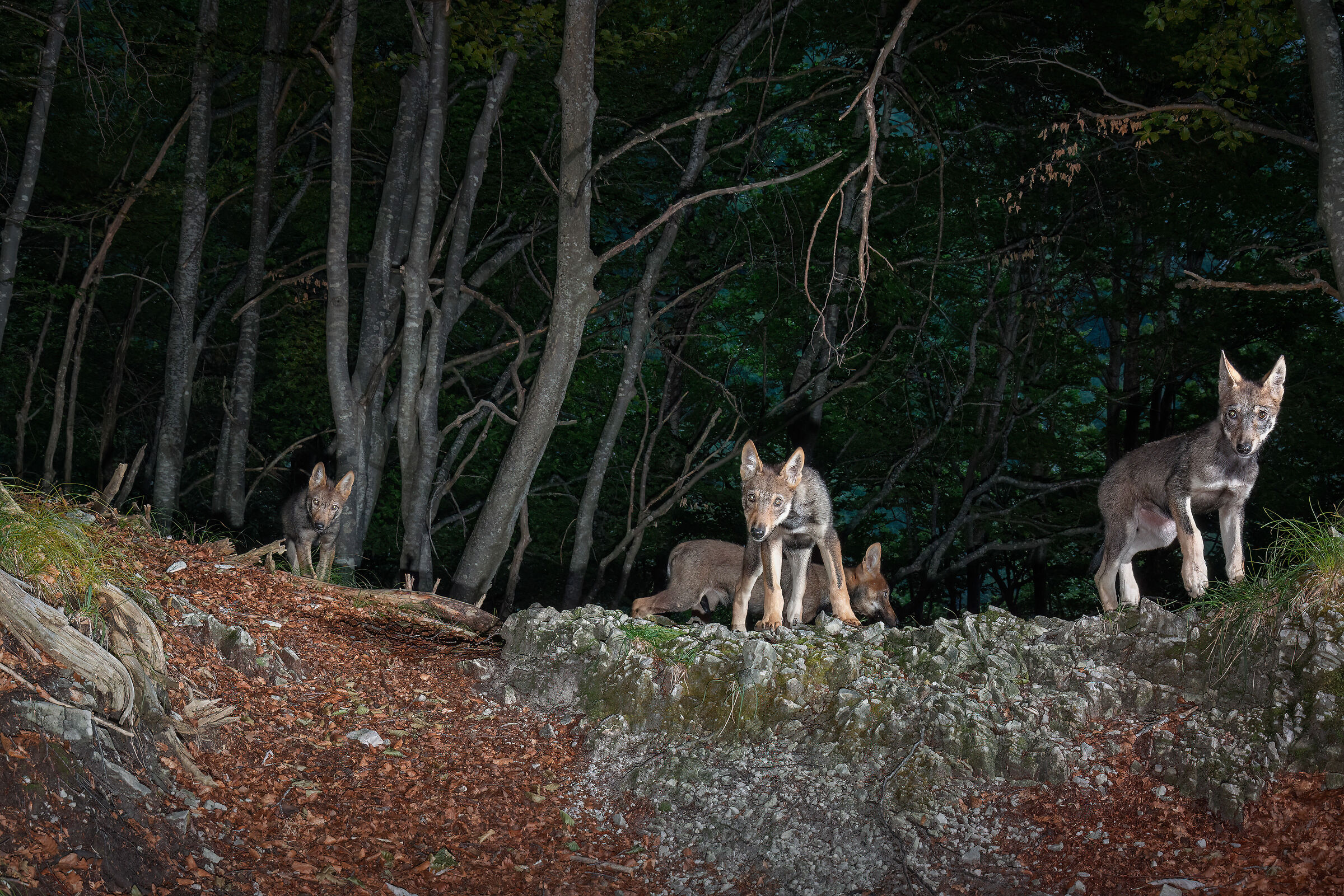Wolf cubs