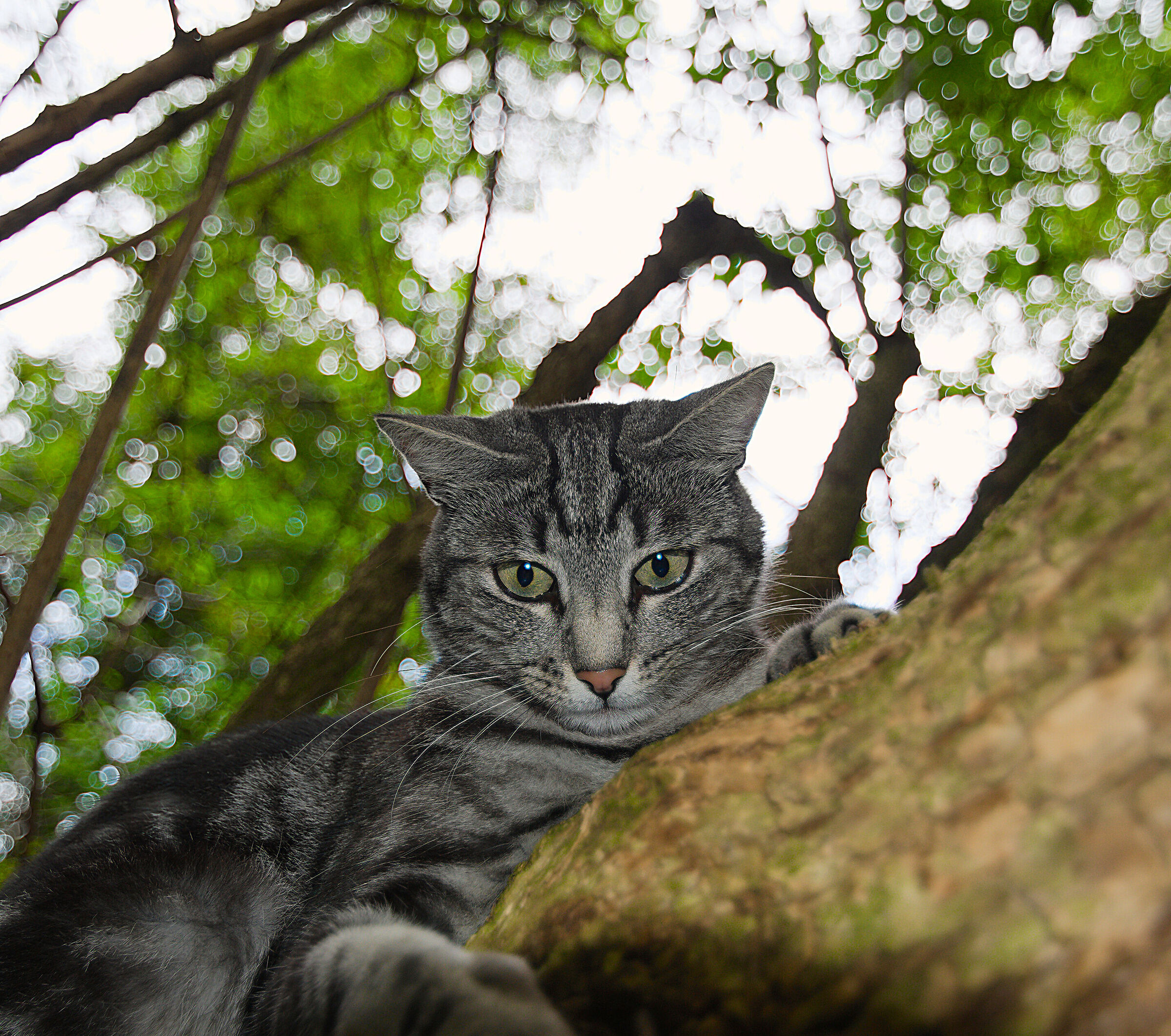 Tigrotto sull'albero di sambuco...