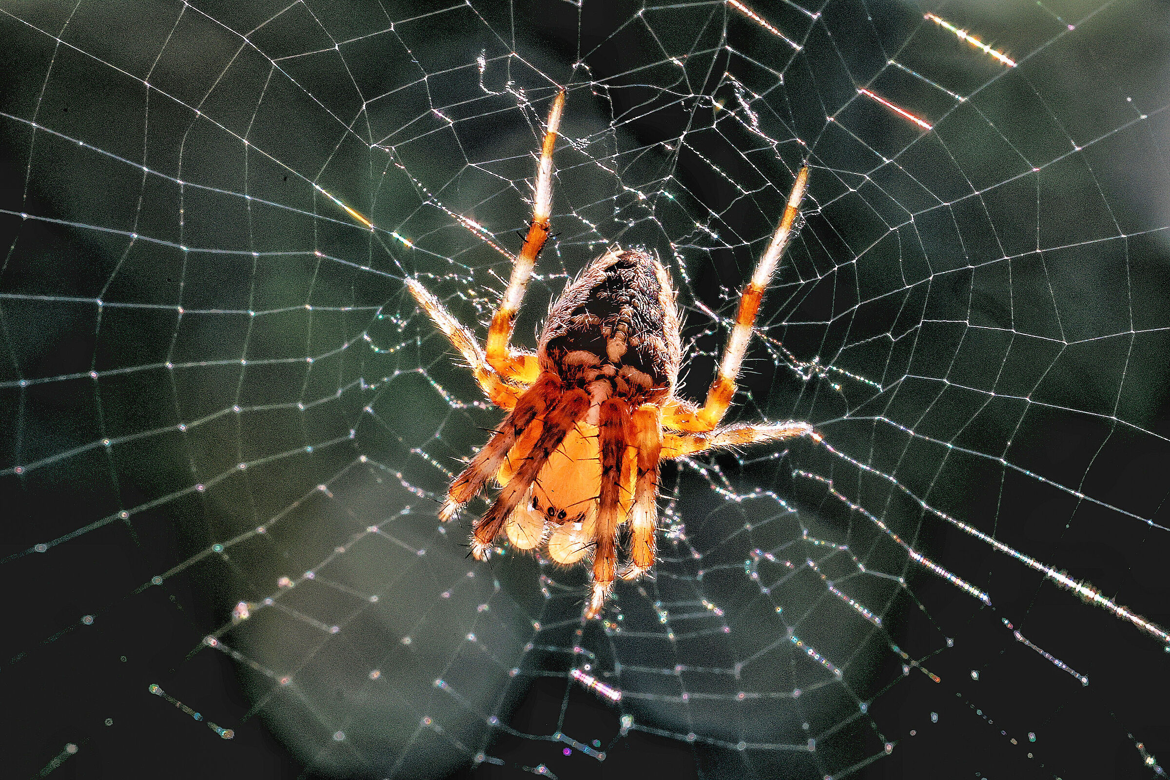 Araneus diadematus