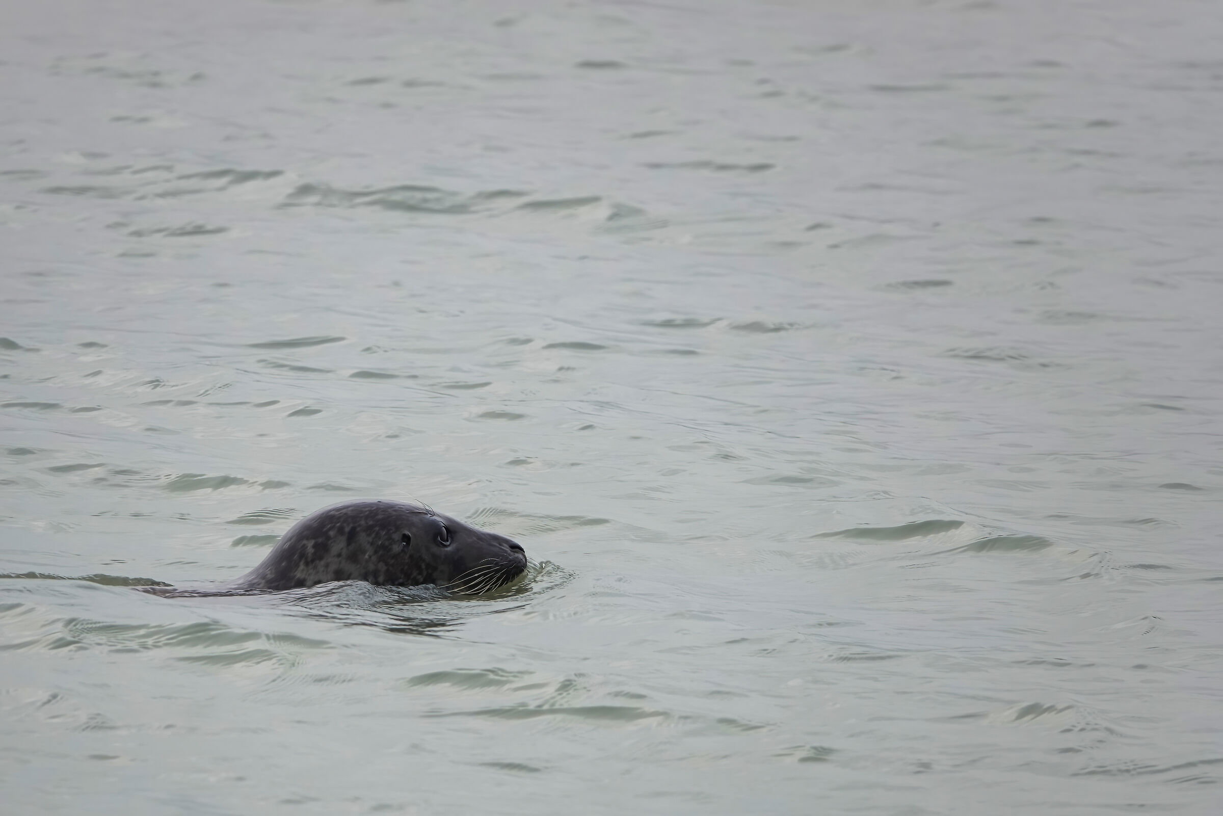 Seal at Mont Saint Michel