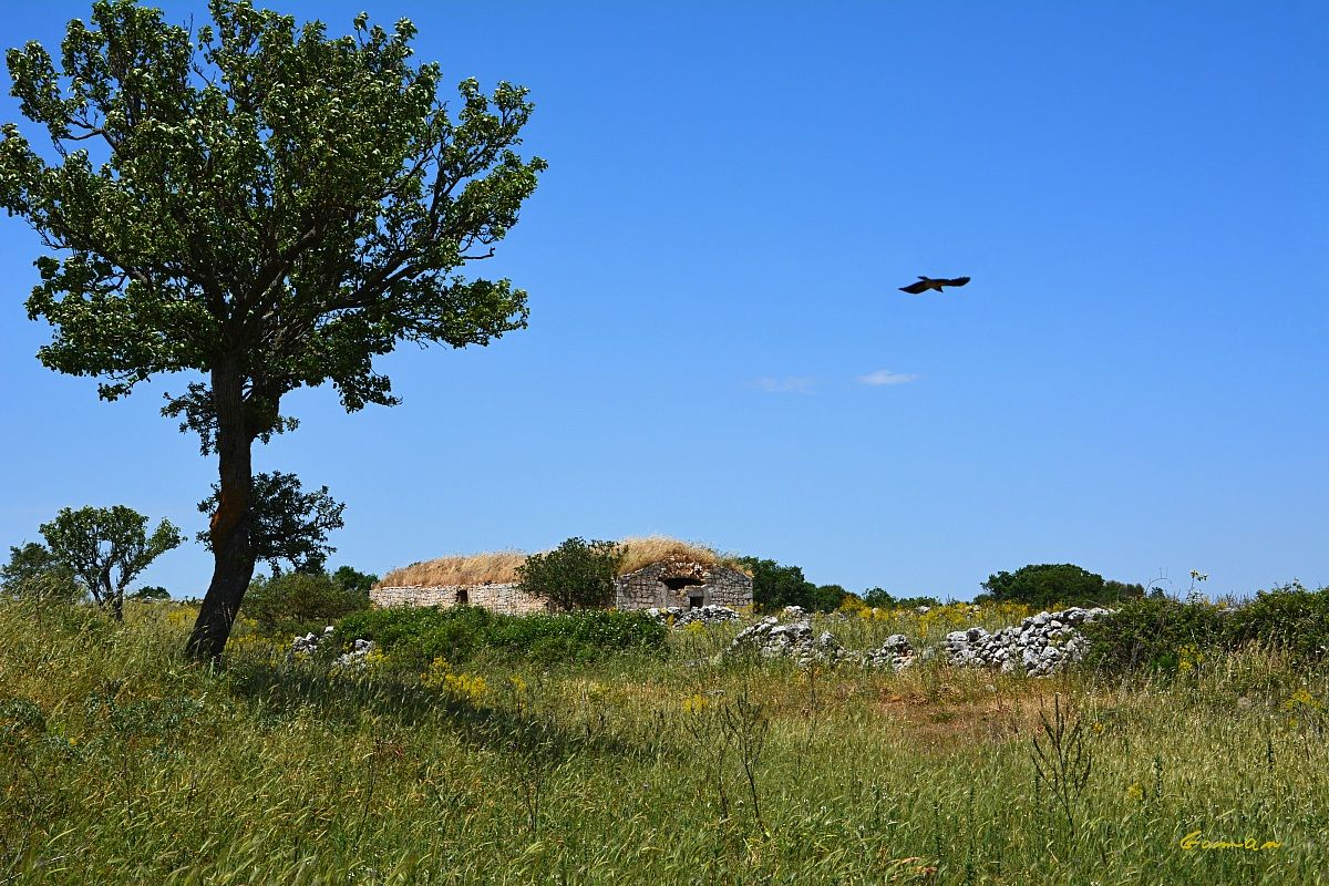 Fungipendola - Cassano Murge