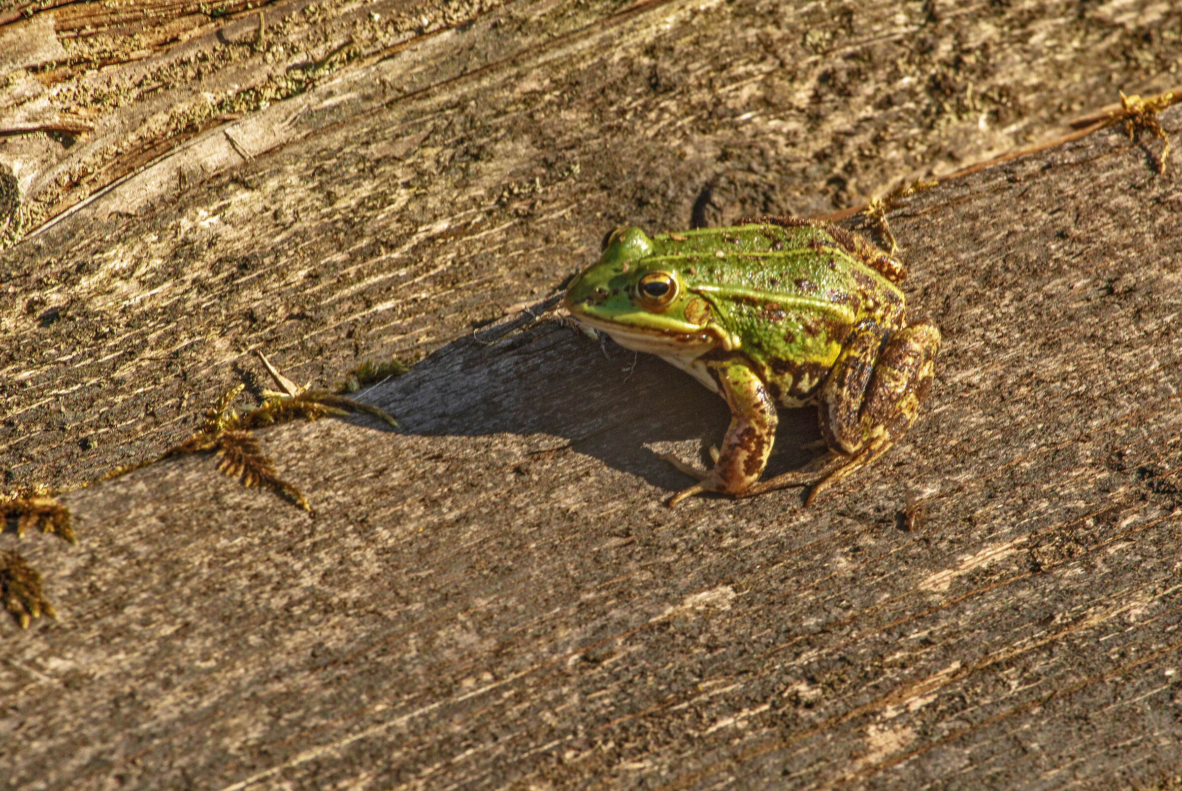 Err...Kiss, may be? ;)