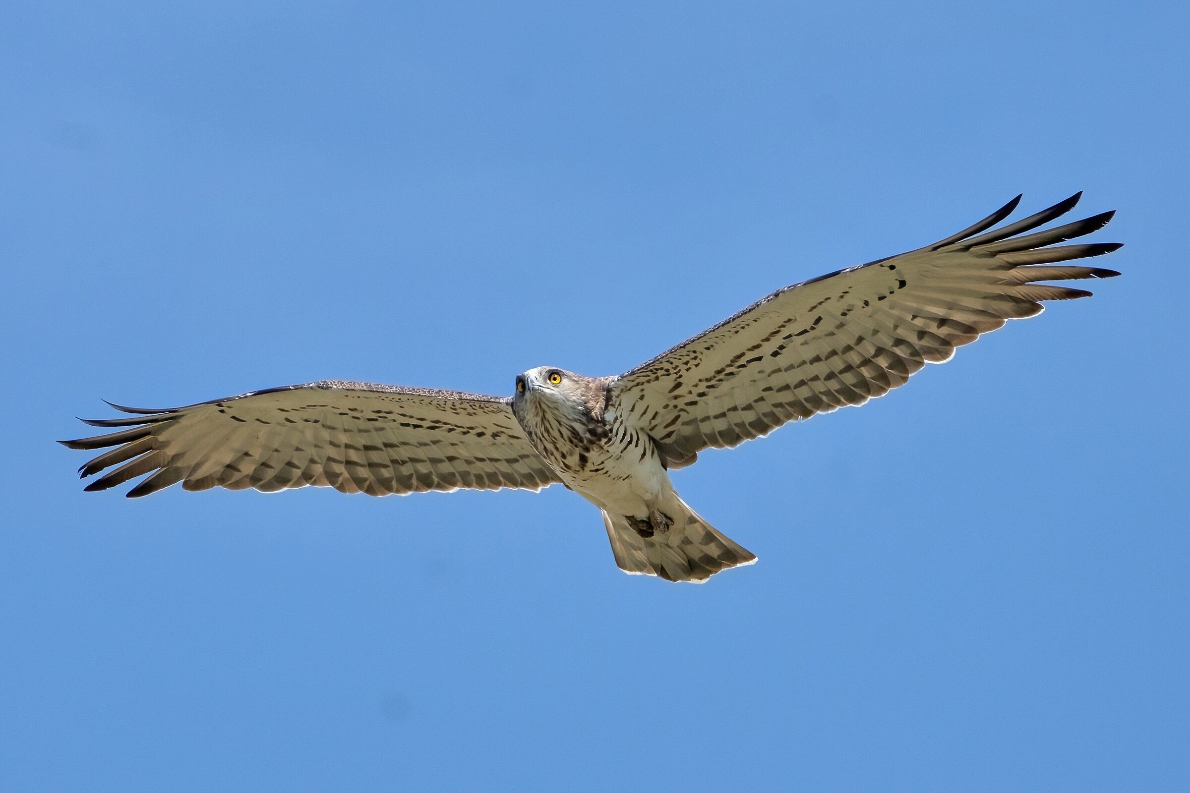 Biancone o Aquila dei serpenti (Circaetus gallicus)