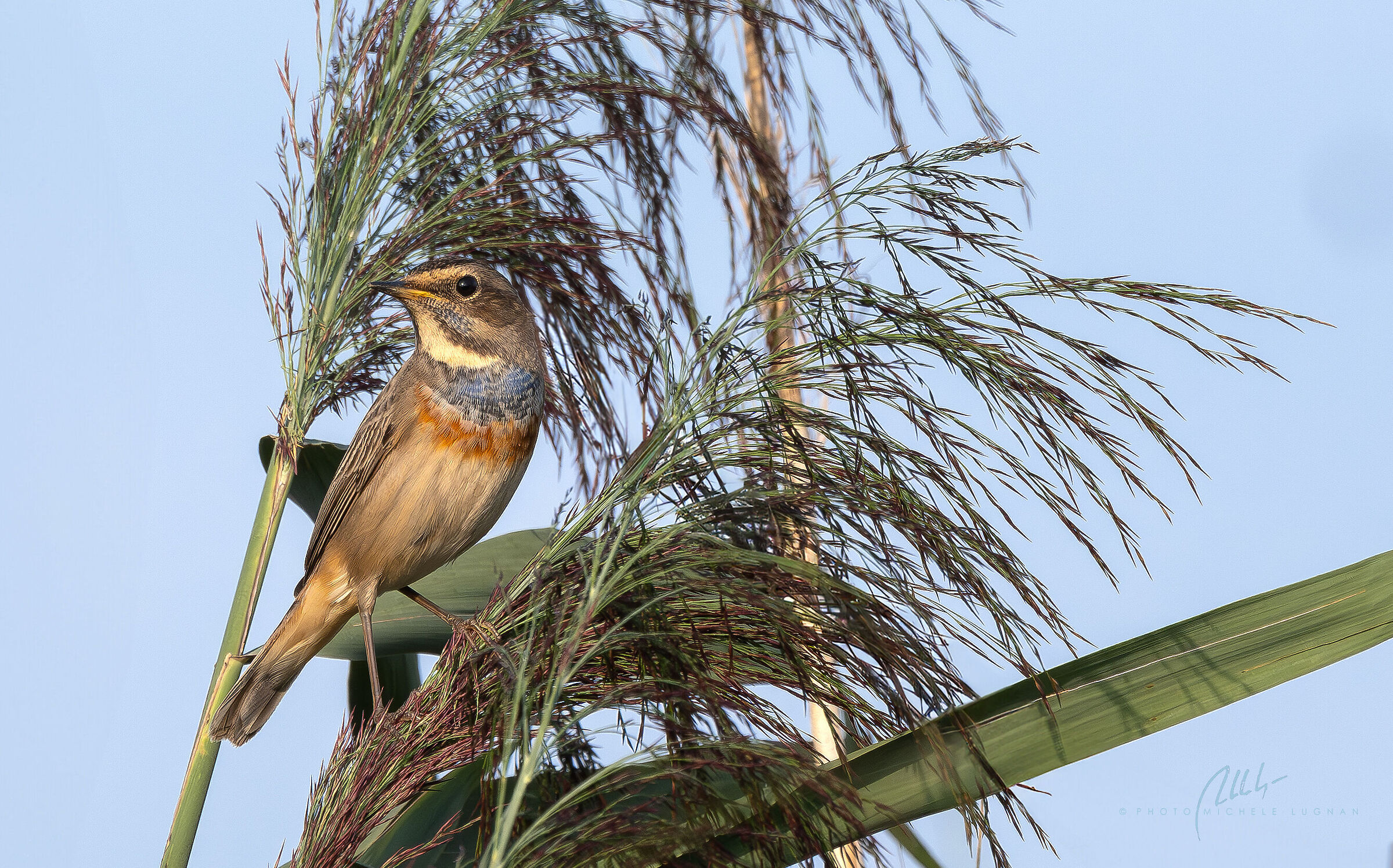Luscinia svecica