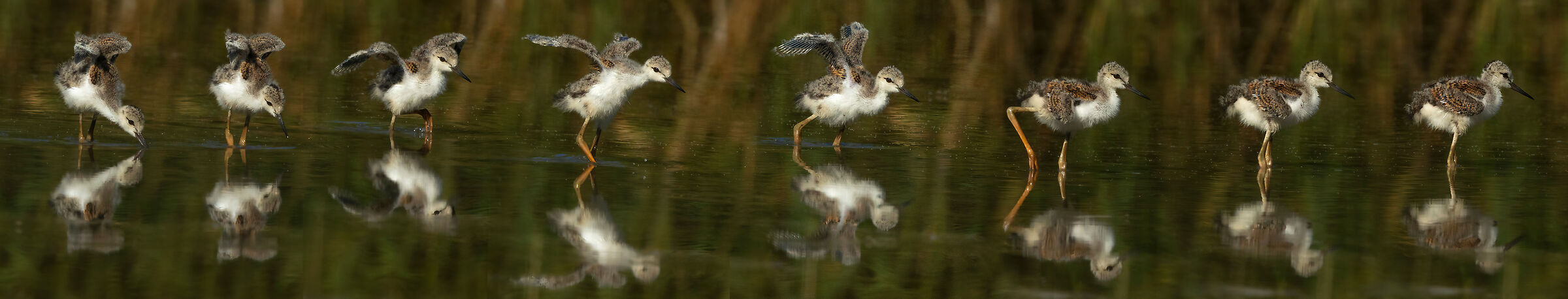 cavaliere d'italia volo - black winged stilt flight