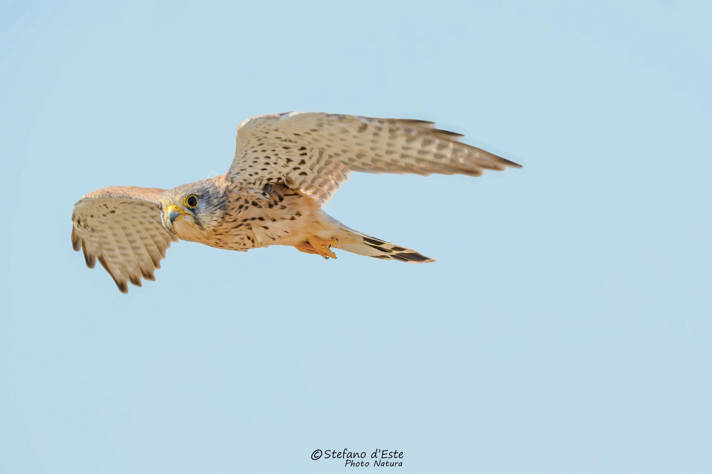 Kestrel
