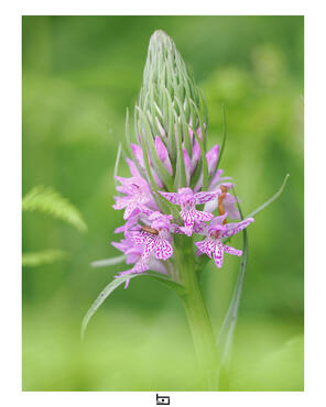 Dactylorhiza maculata