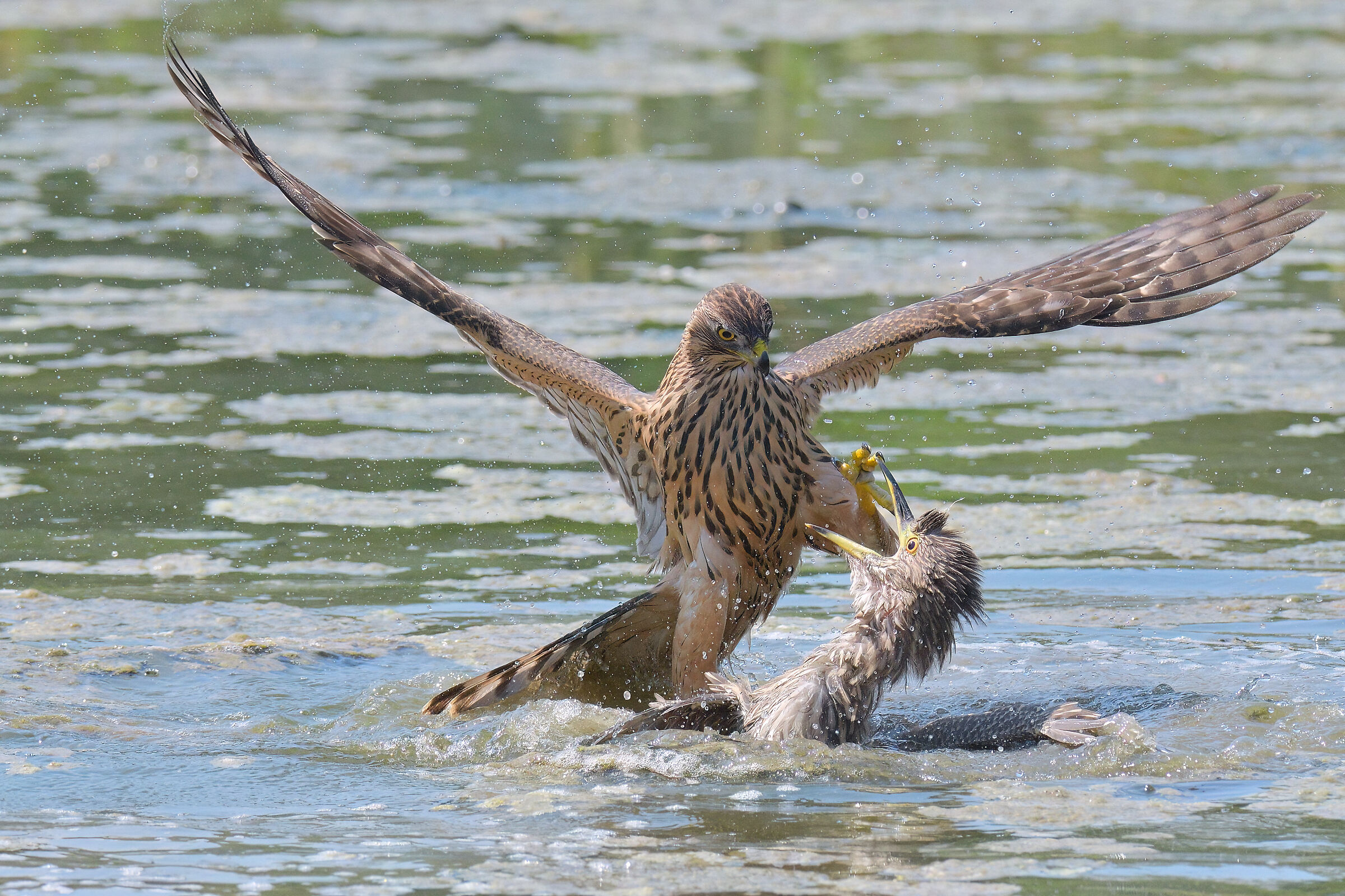 The attack ... the defense ... moments of life.