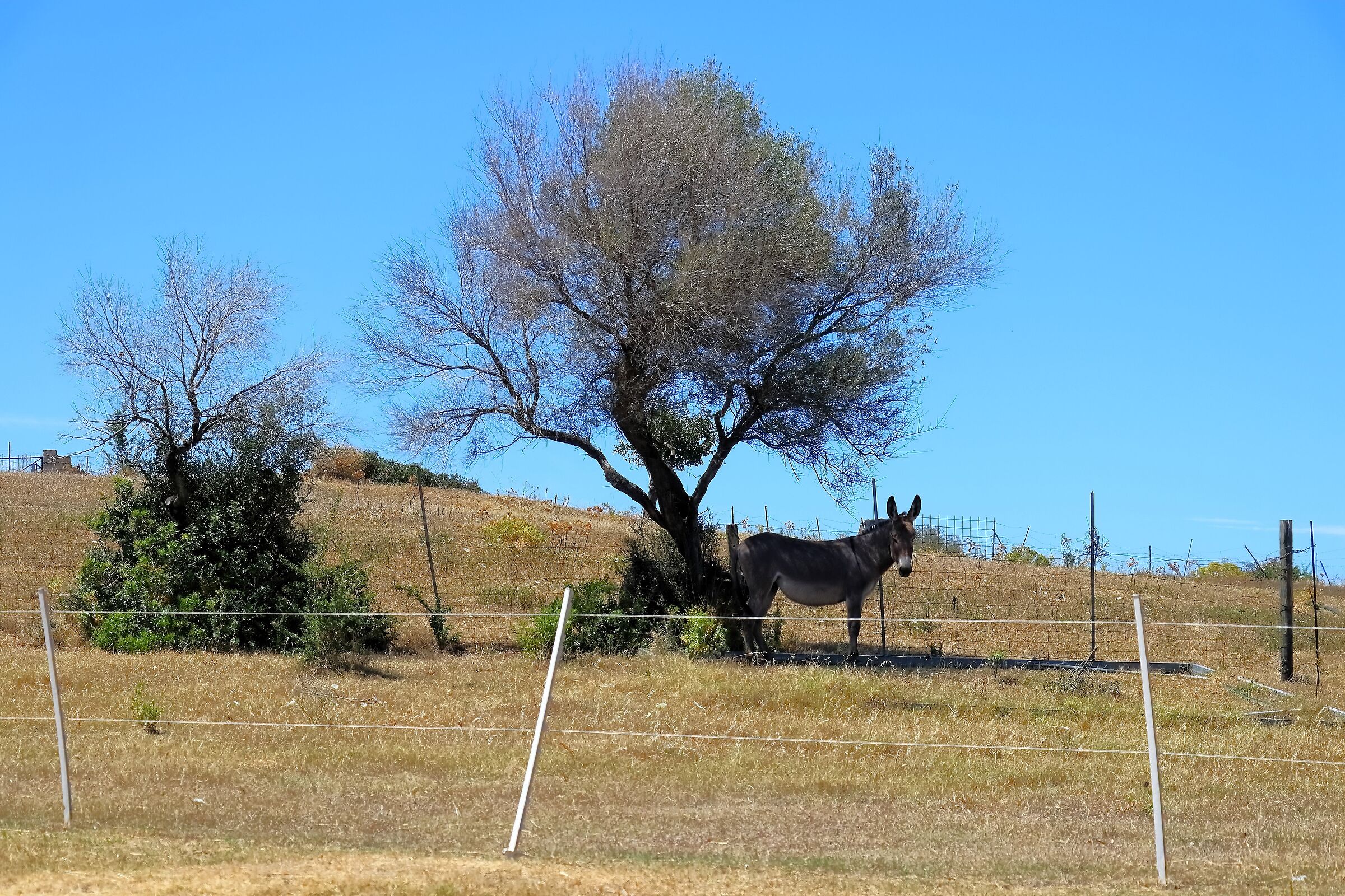 Asinello 22-06-2024 - 1113
