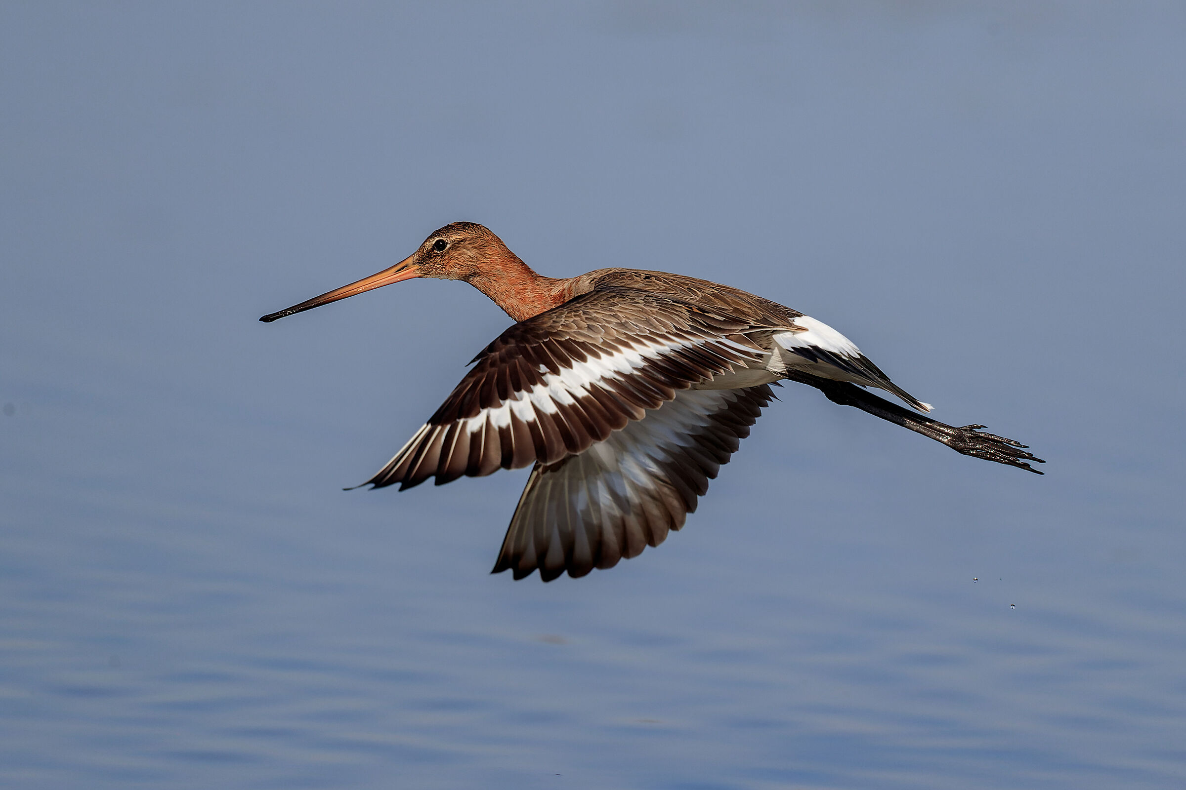 Black-tailed godwit