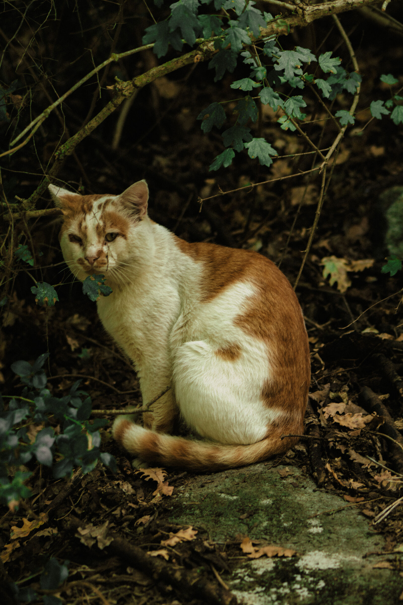 Un gatto nei boschi