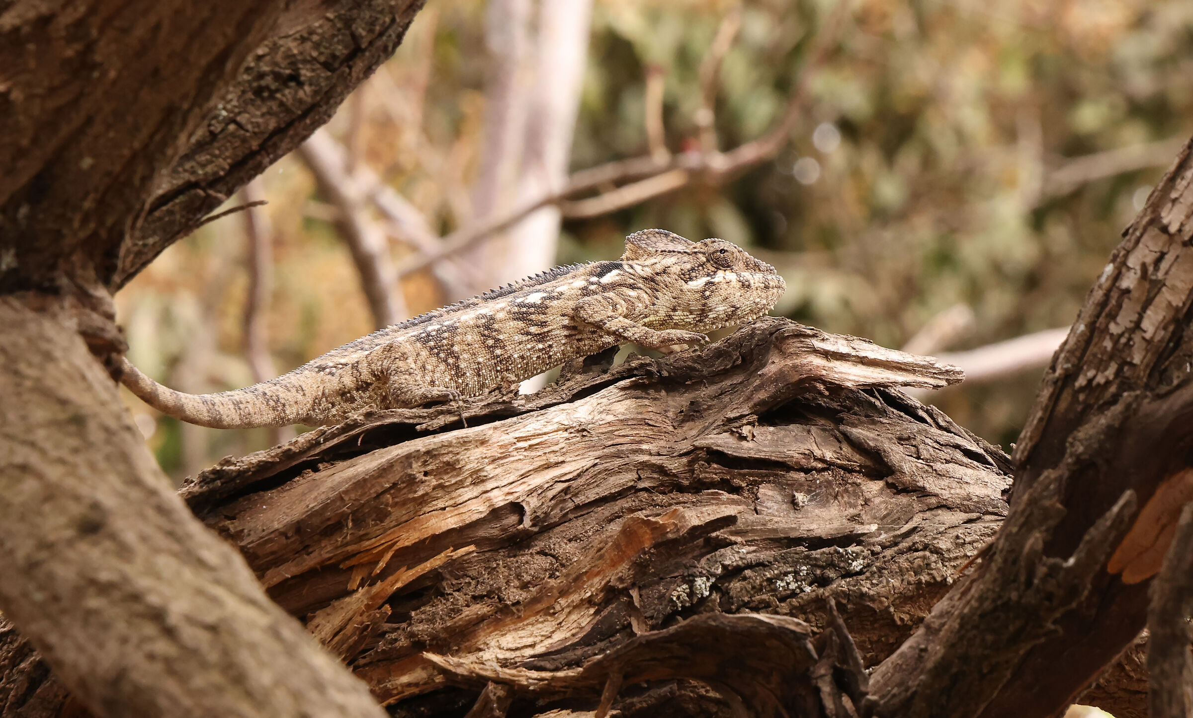 chameleon Madagascar