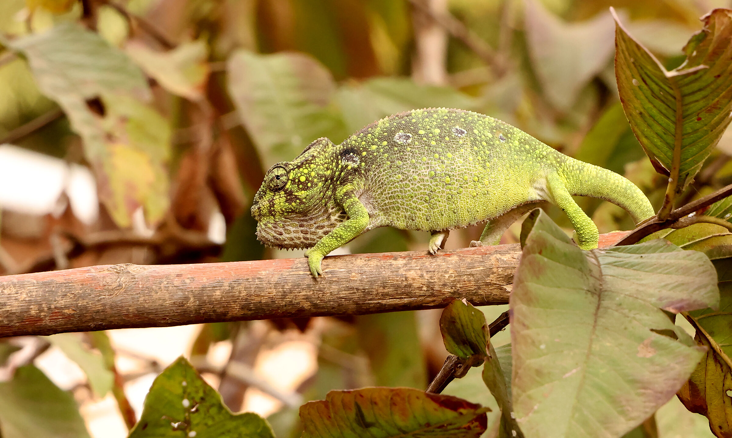 madagascar chameleon