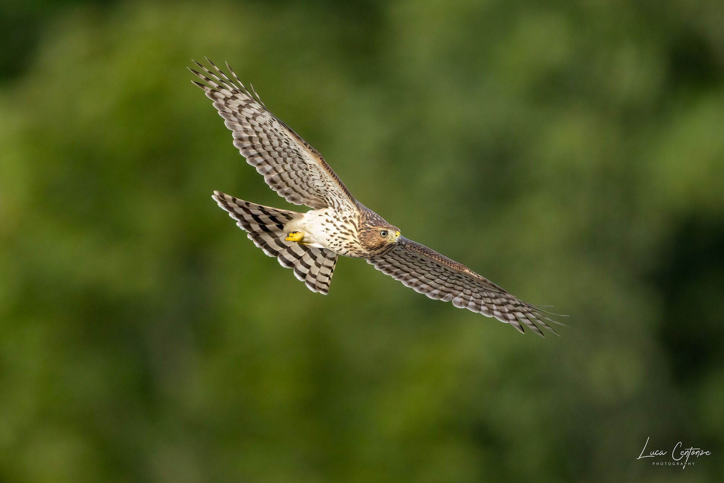 Sparviere di Cooper (accipiter cooperii)