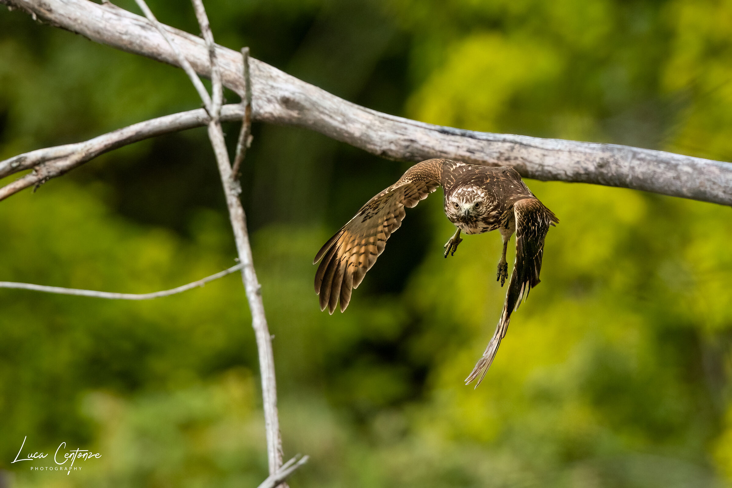 Il decollo della Poiana