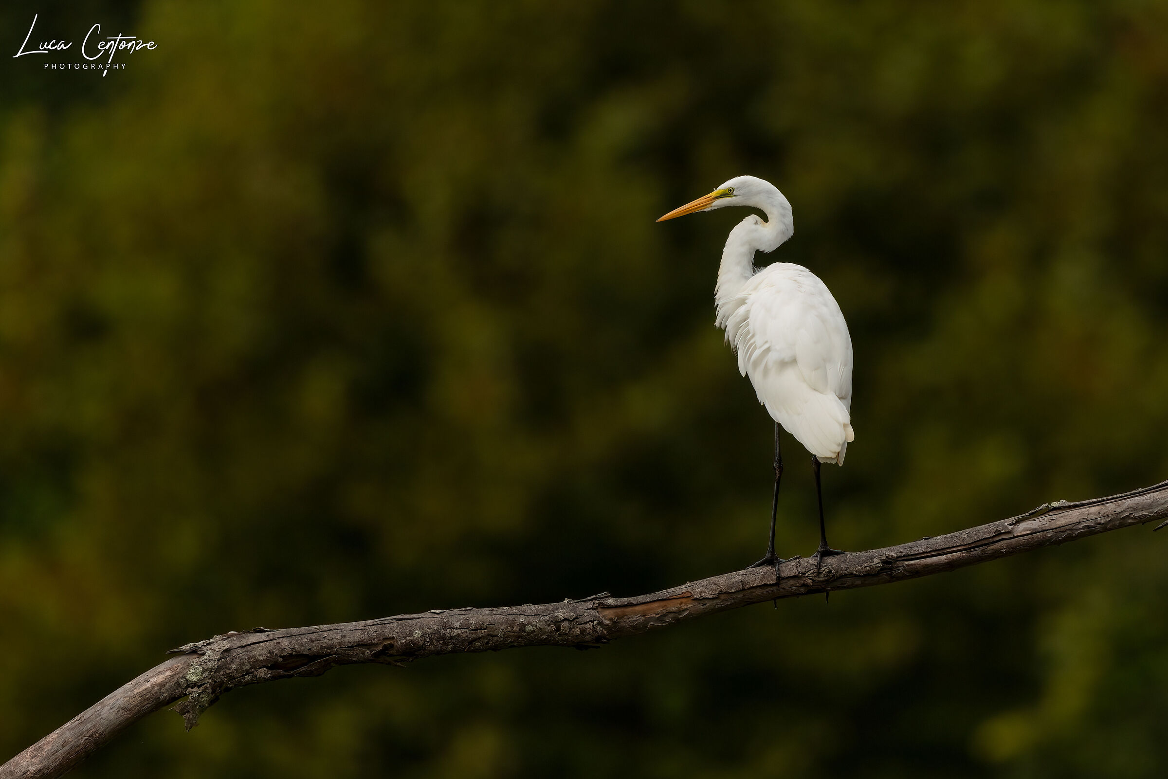 Great Egret
