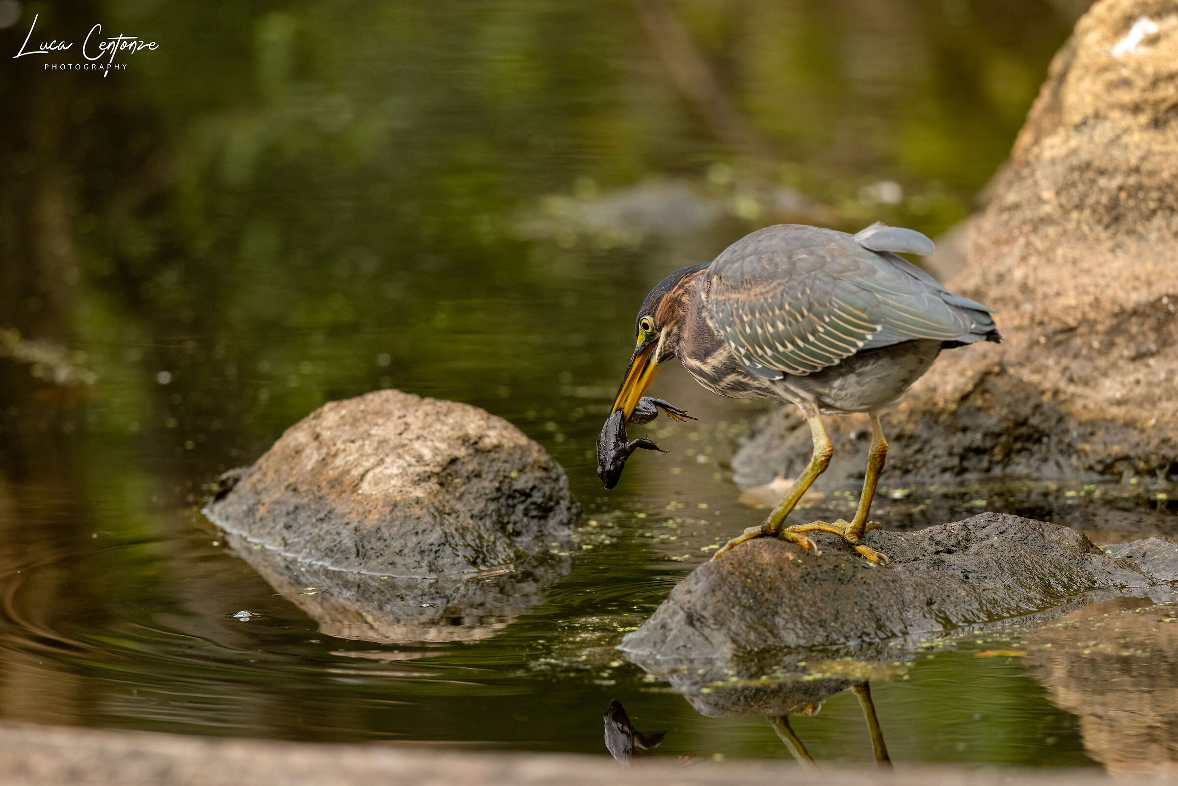 Green Heron with prey