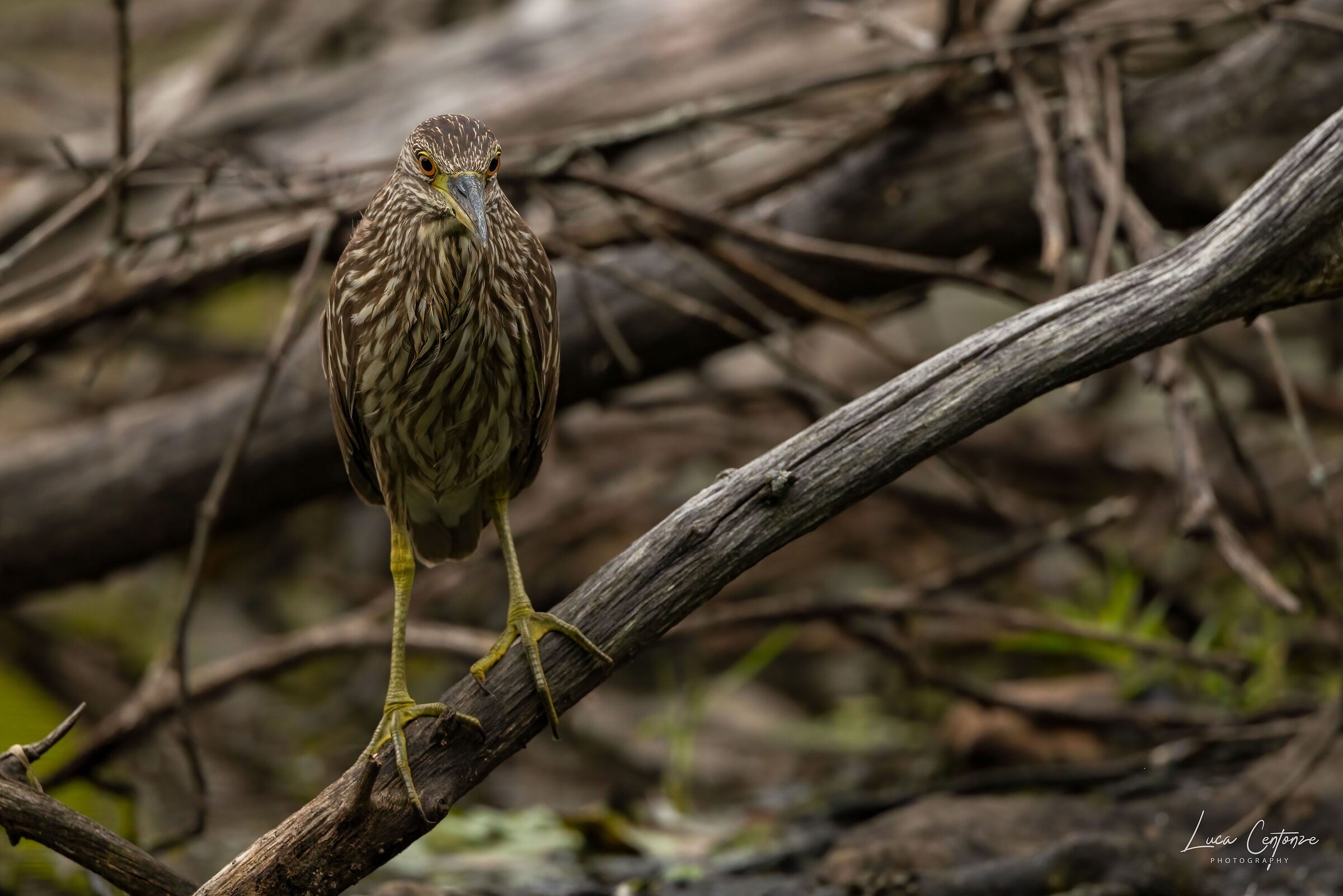 Night Heron Juv