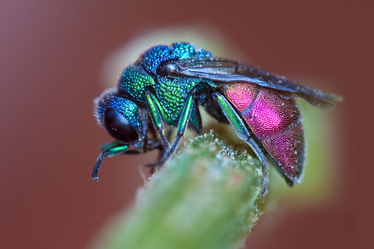 Stupore (Chrysis fulgida)