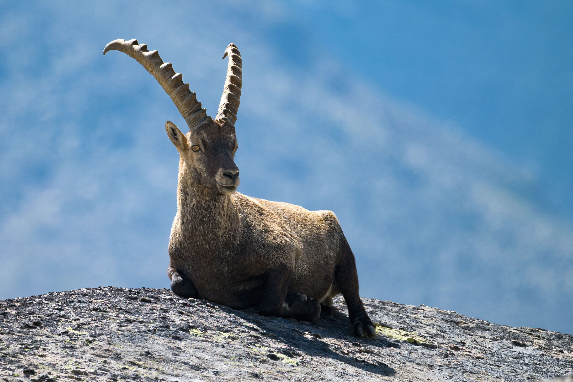 Stambecco - Parco Nazionale del Gran Paradiso