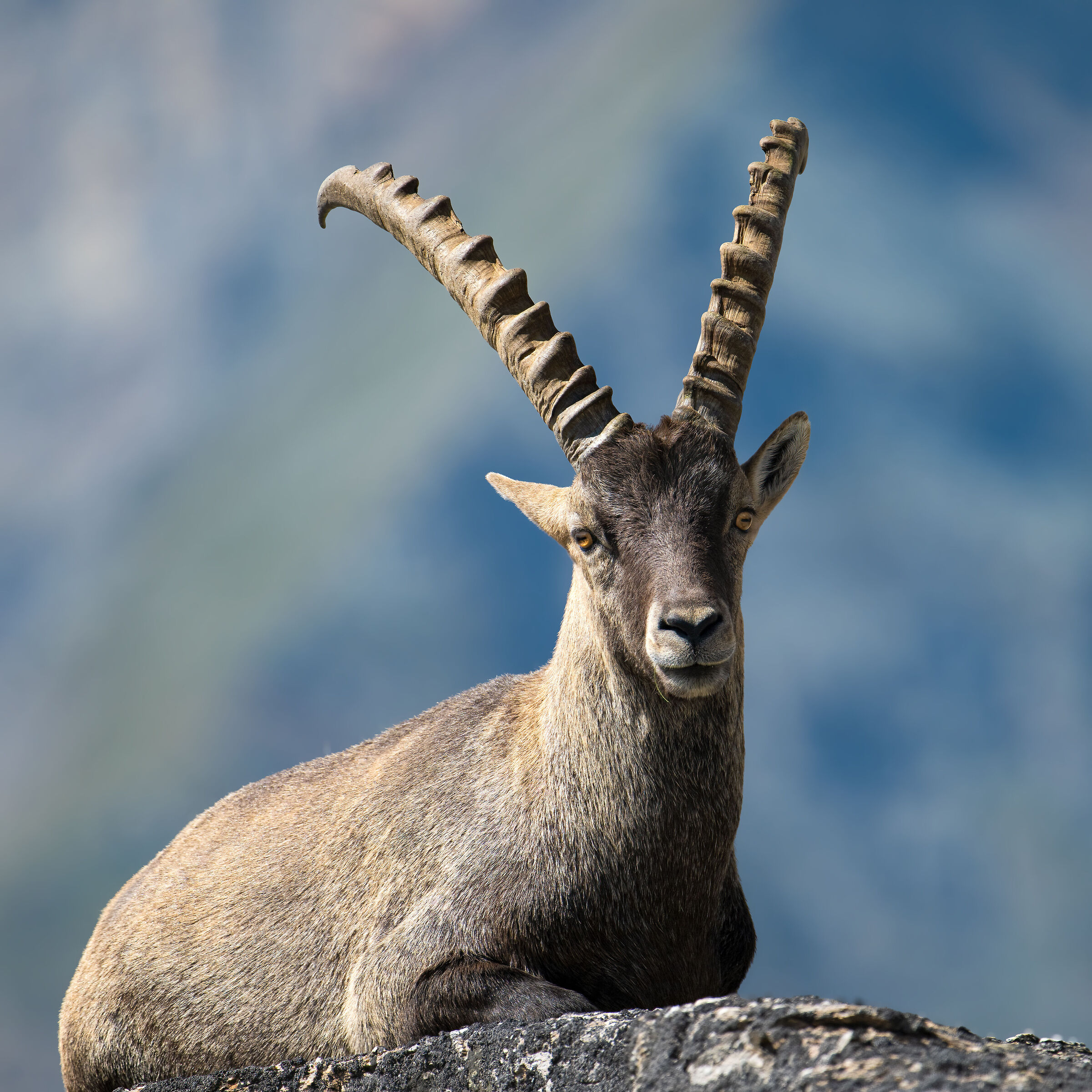 Stambecco - Parco Nazionale del Gran Paradiso