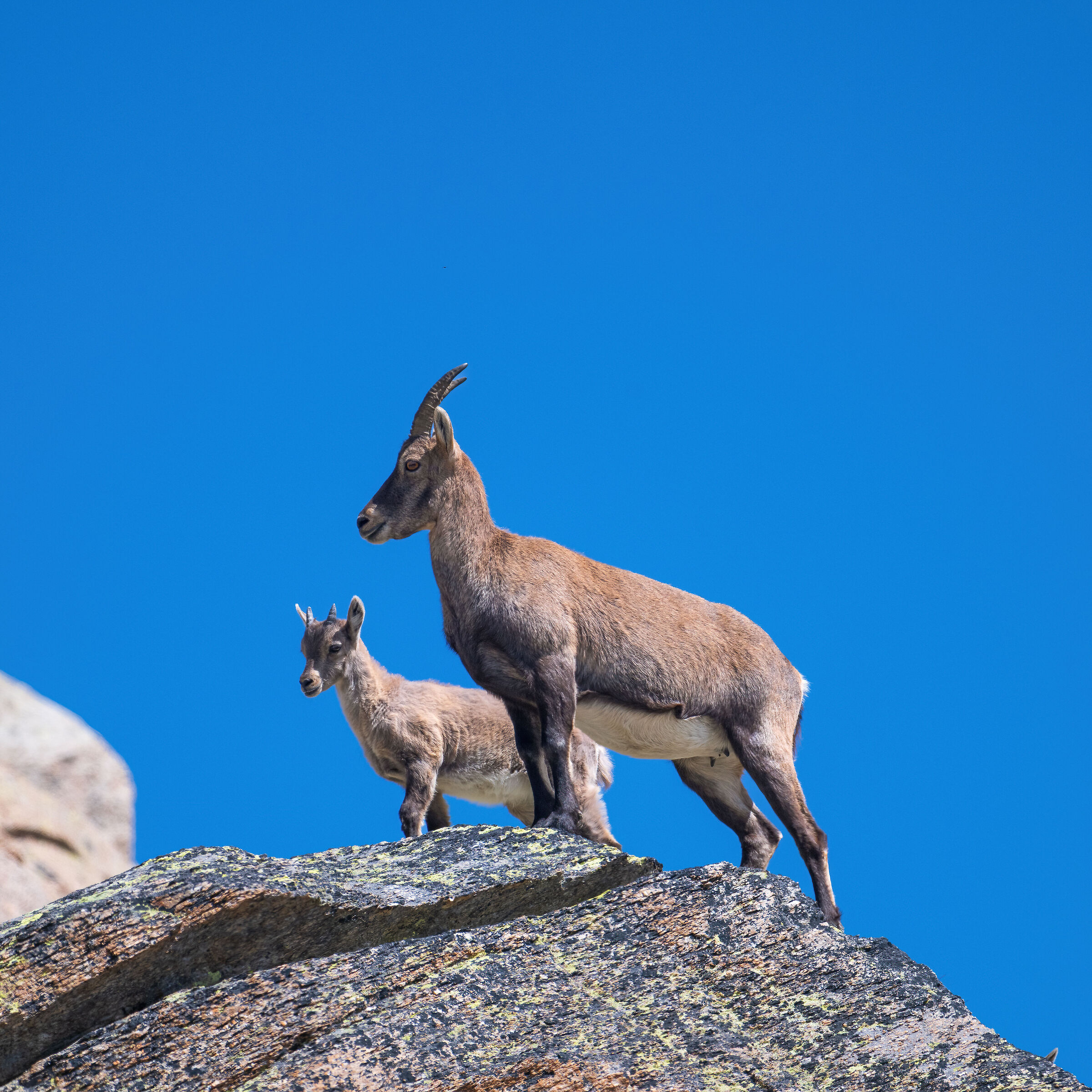 Stambecco - Parco Nazionale del Gran Paradiso