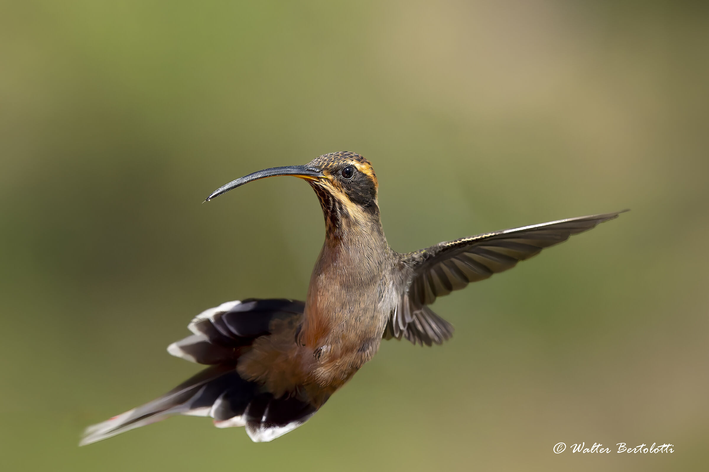 Il volo del colibrì