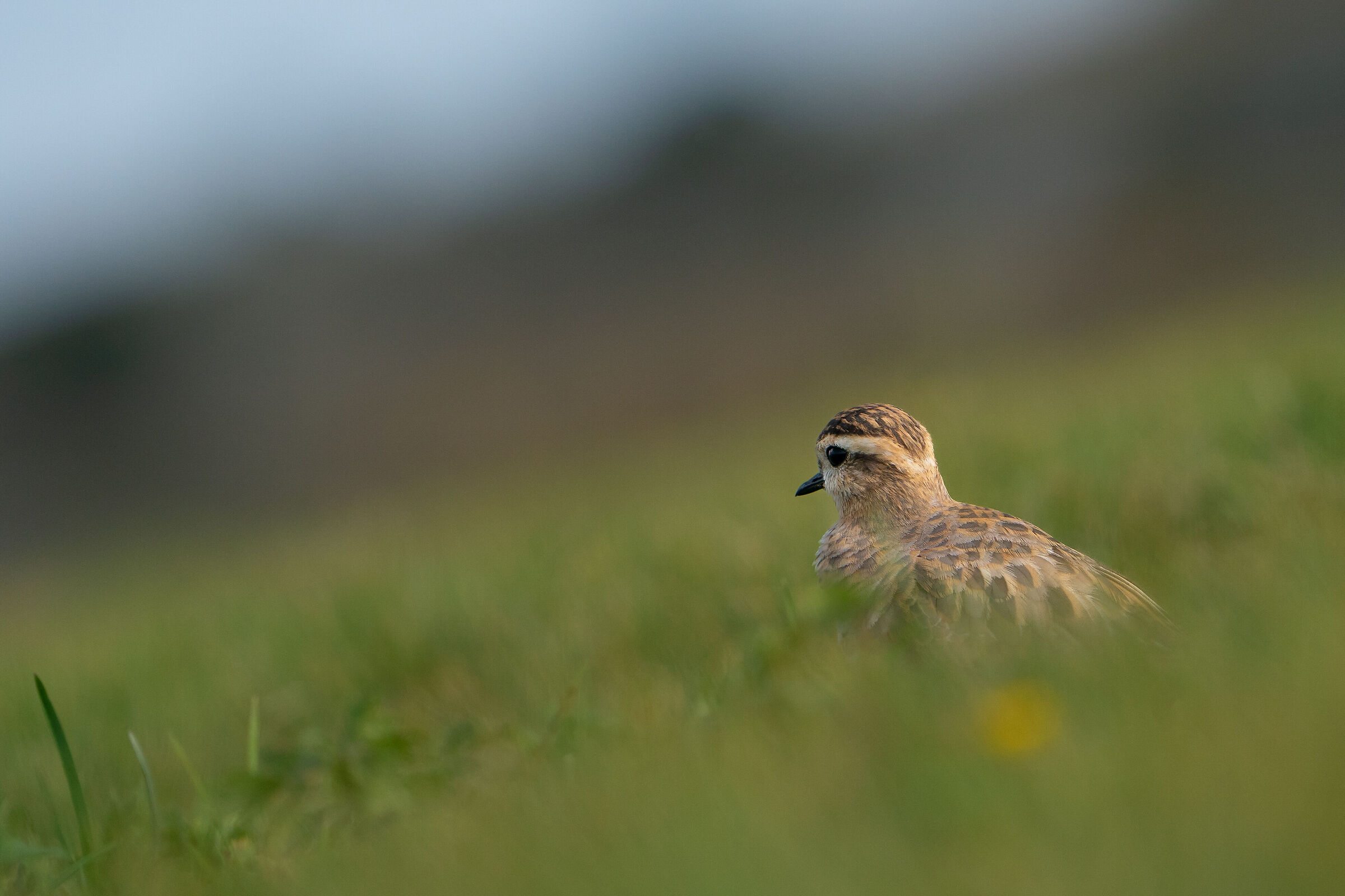 Tortolino plover