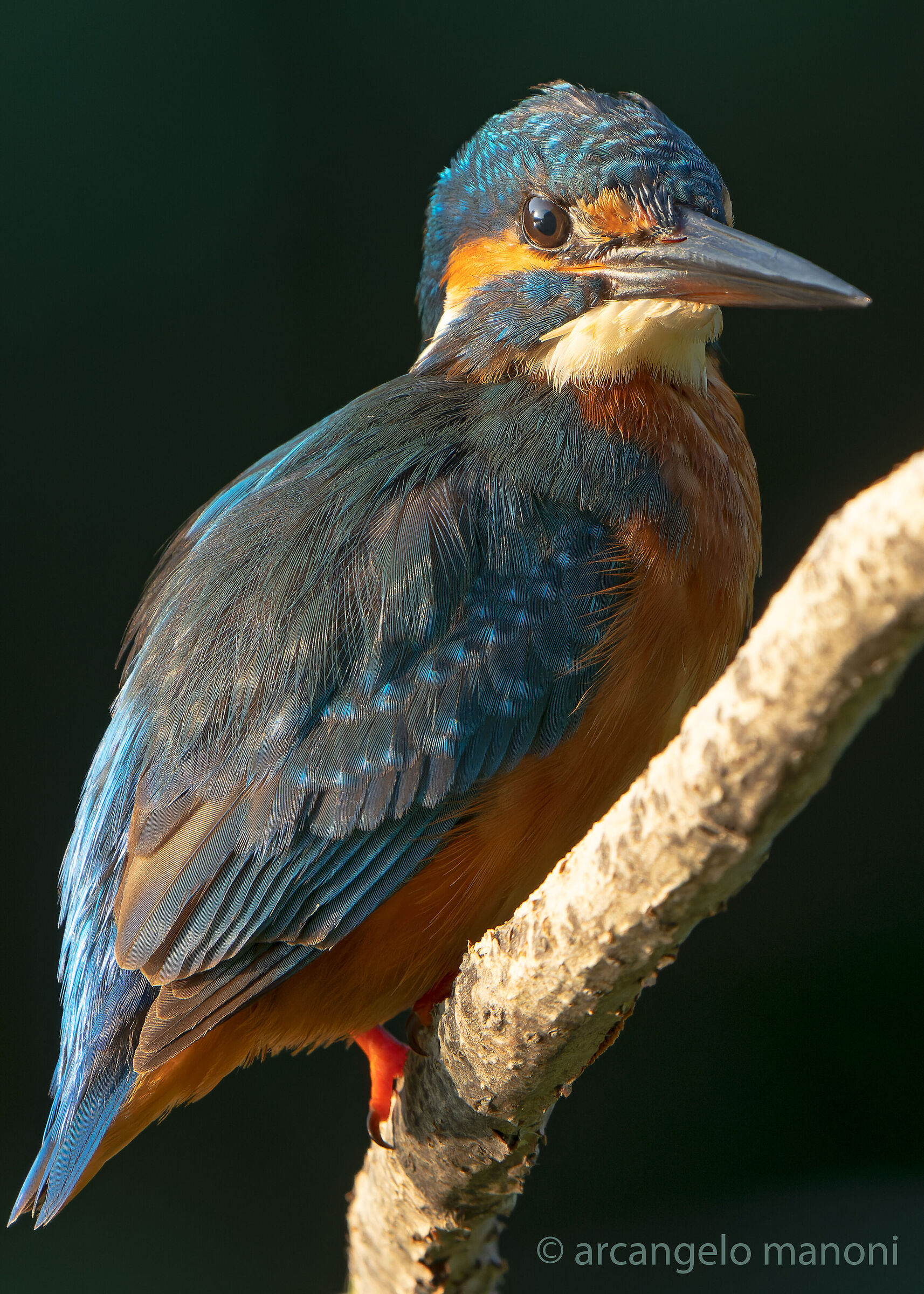 Very hard light for the martina