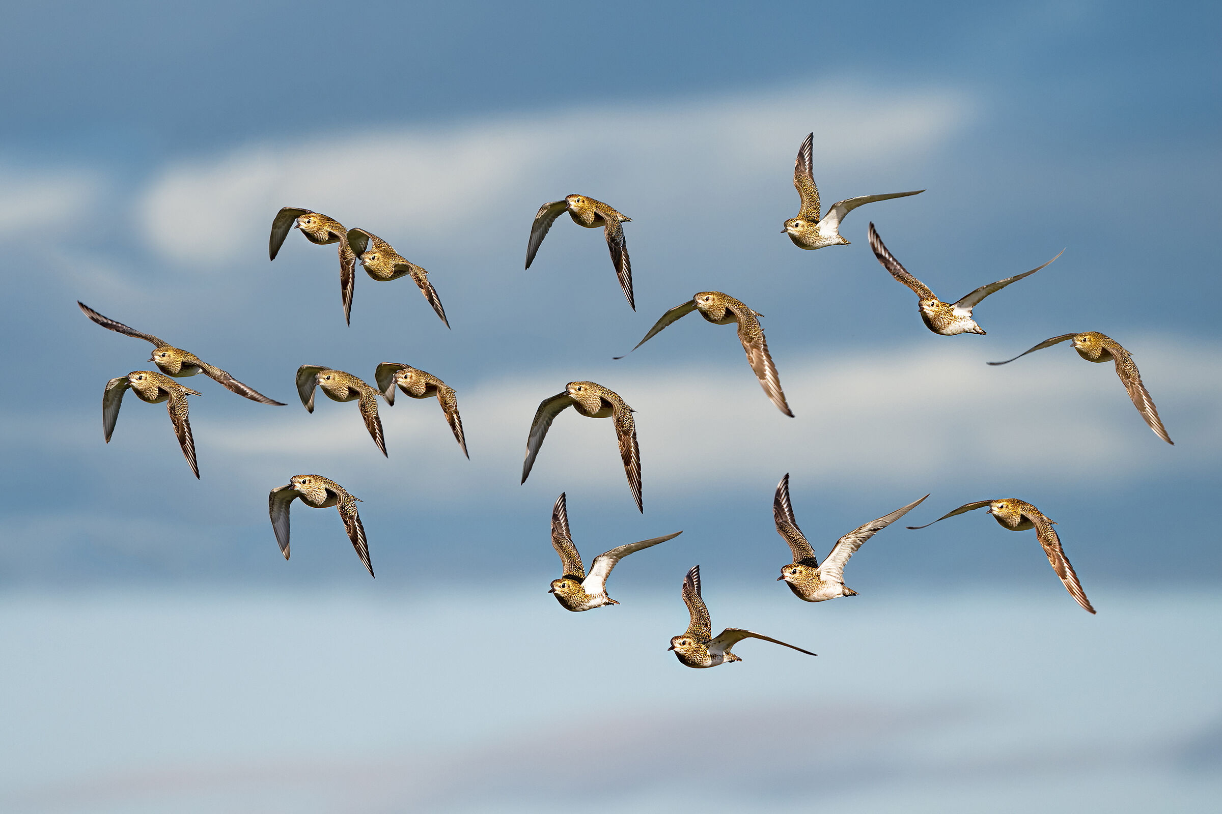 Golden Plovers