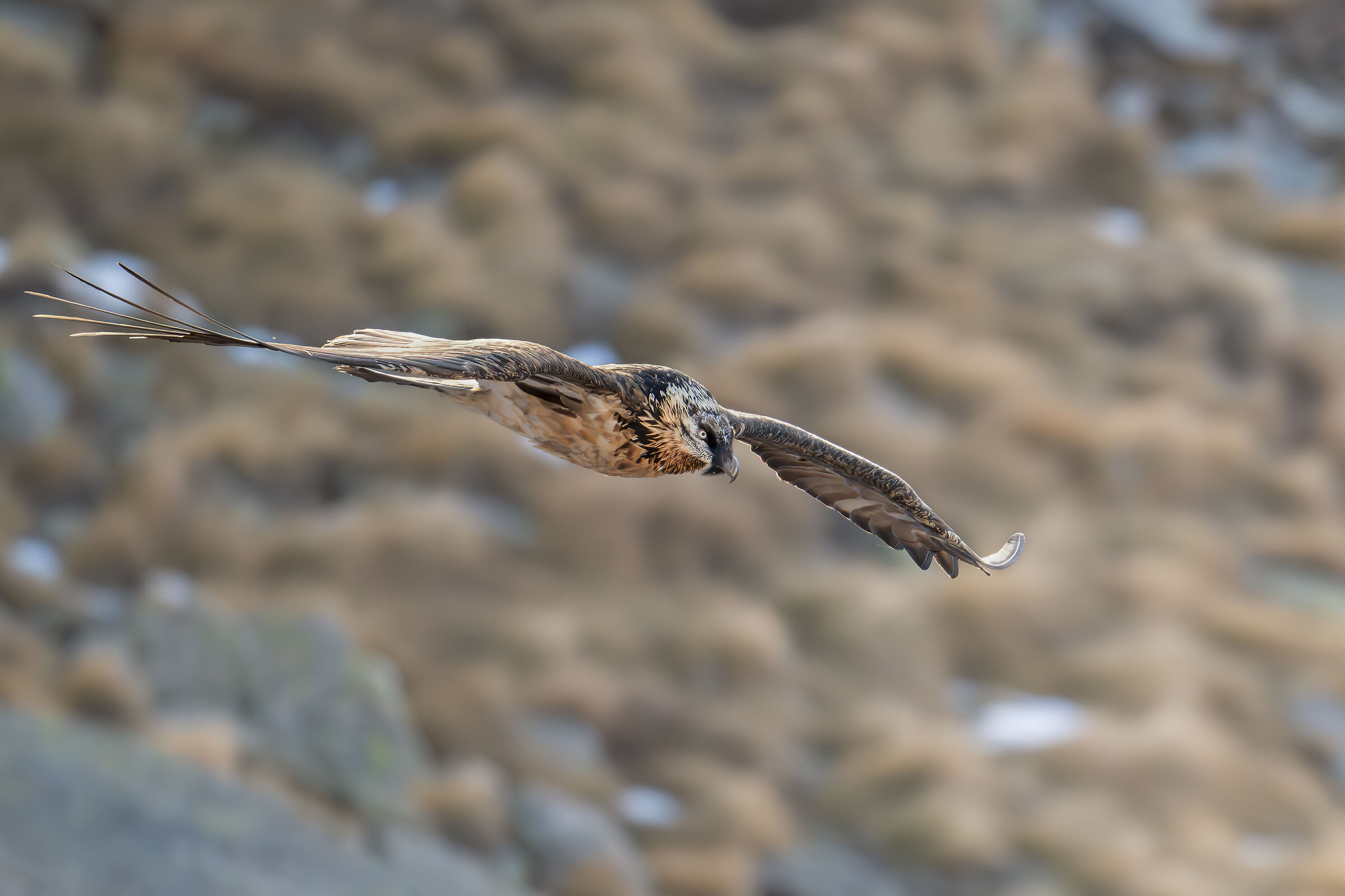Bearded Vulture