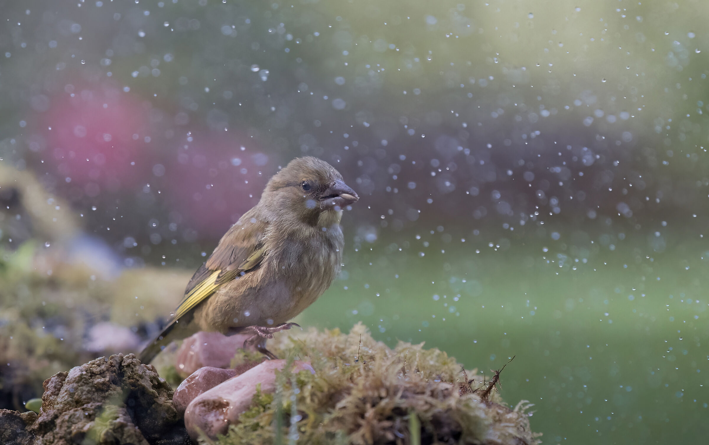 Pioggia d'estate (Chloris chloris)