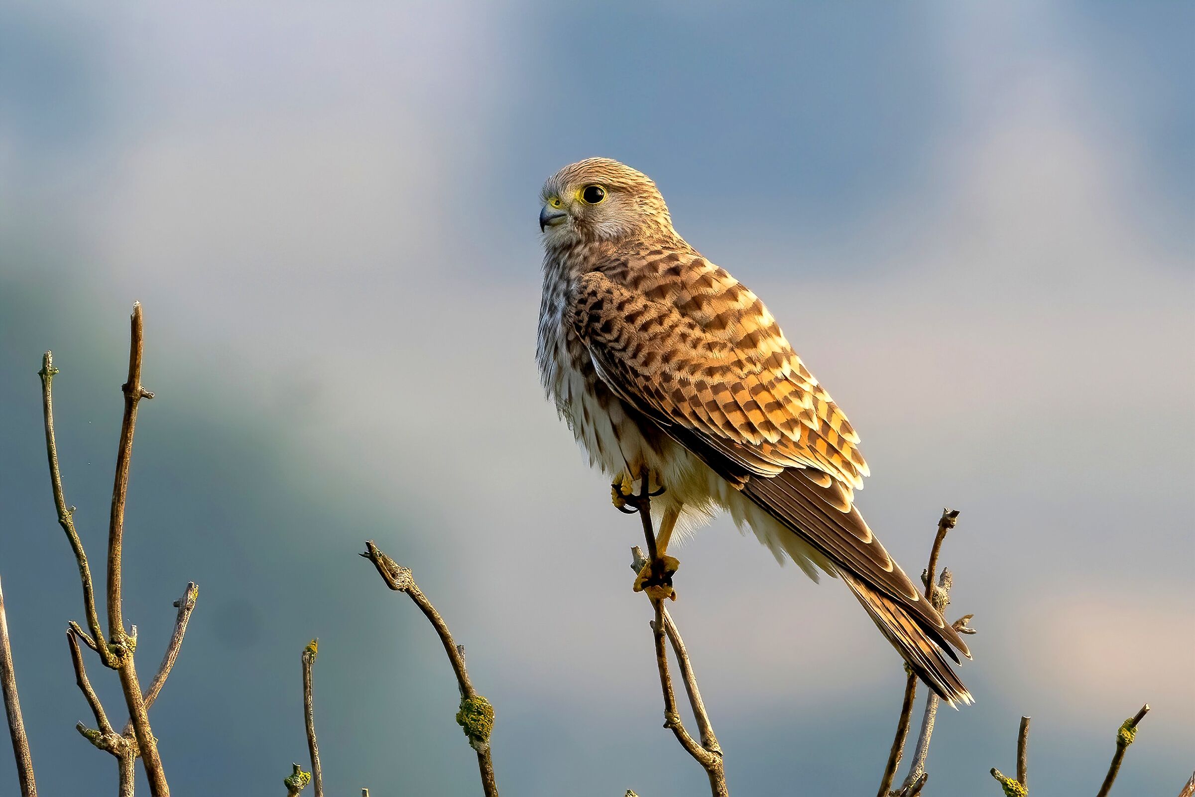 Kestrel (Falco tinnunculus)