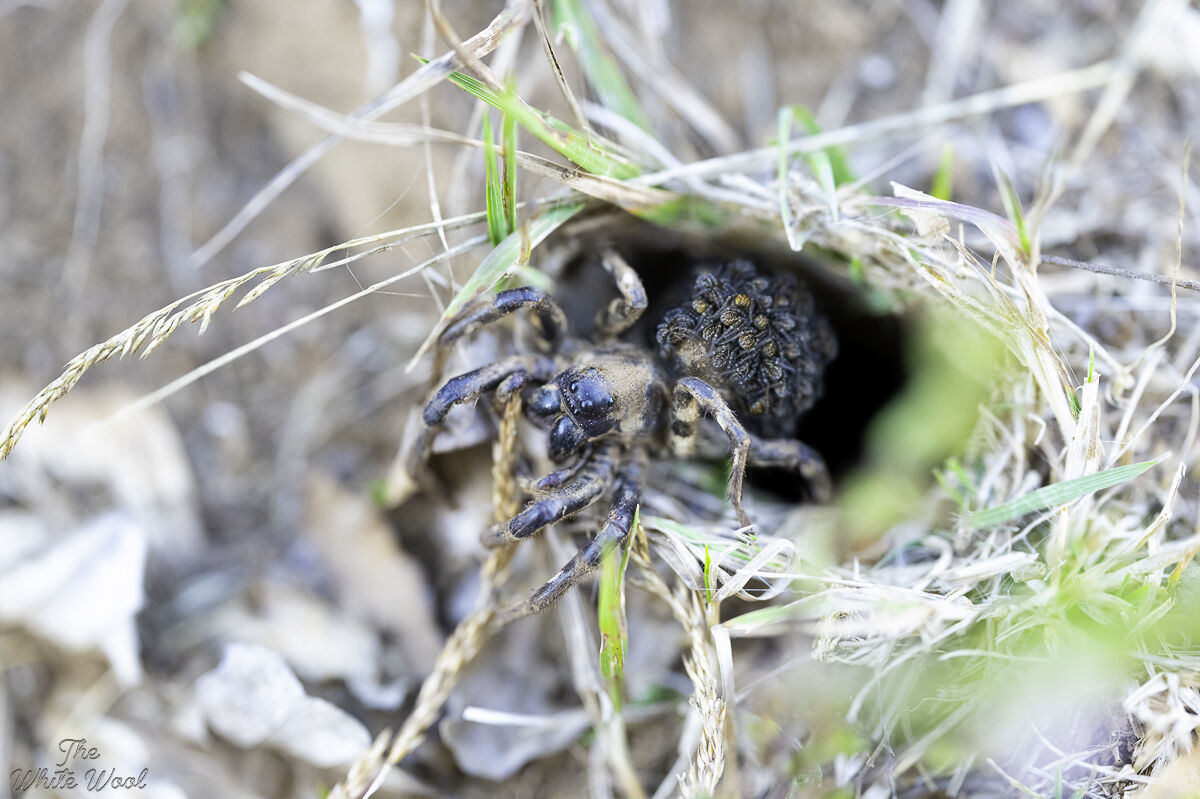 Lycosa Tarantula
