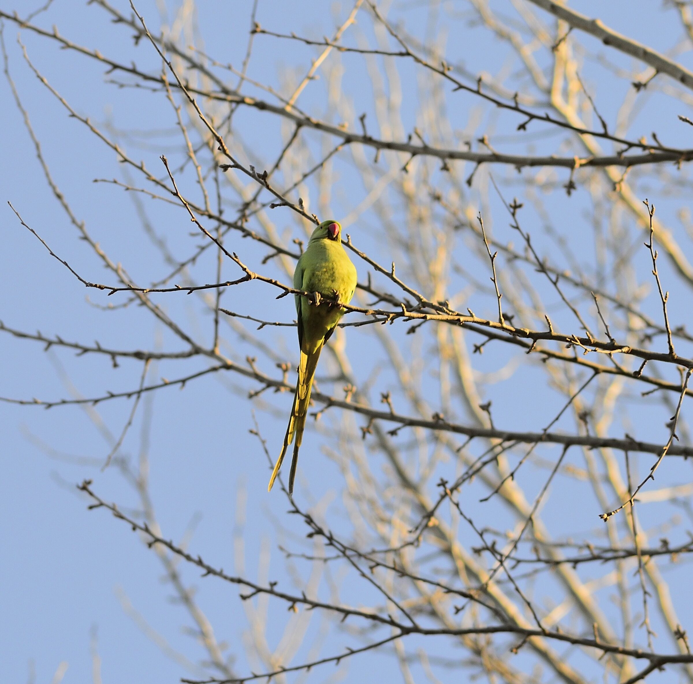 Pappagallino