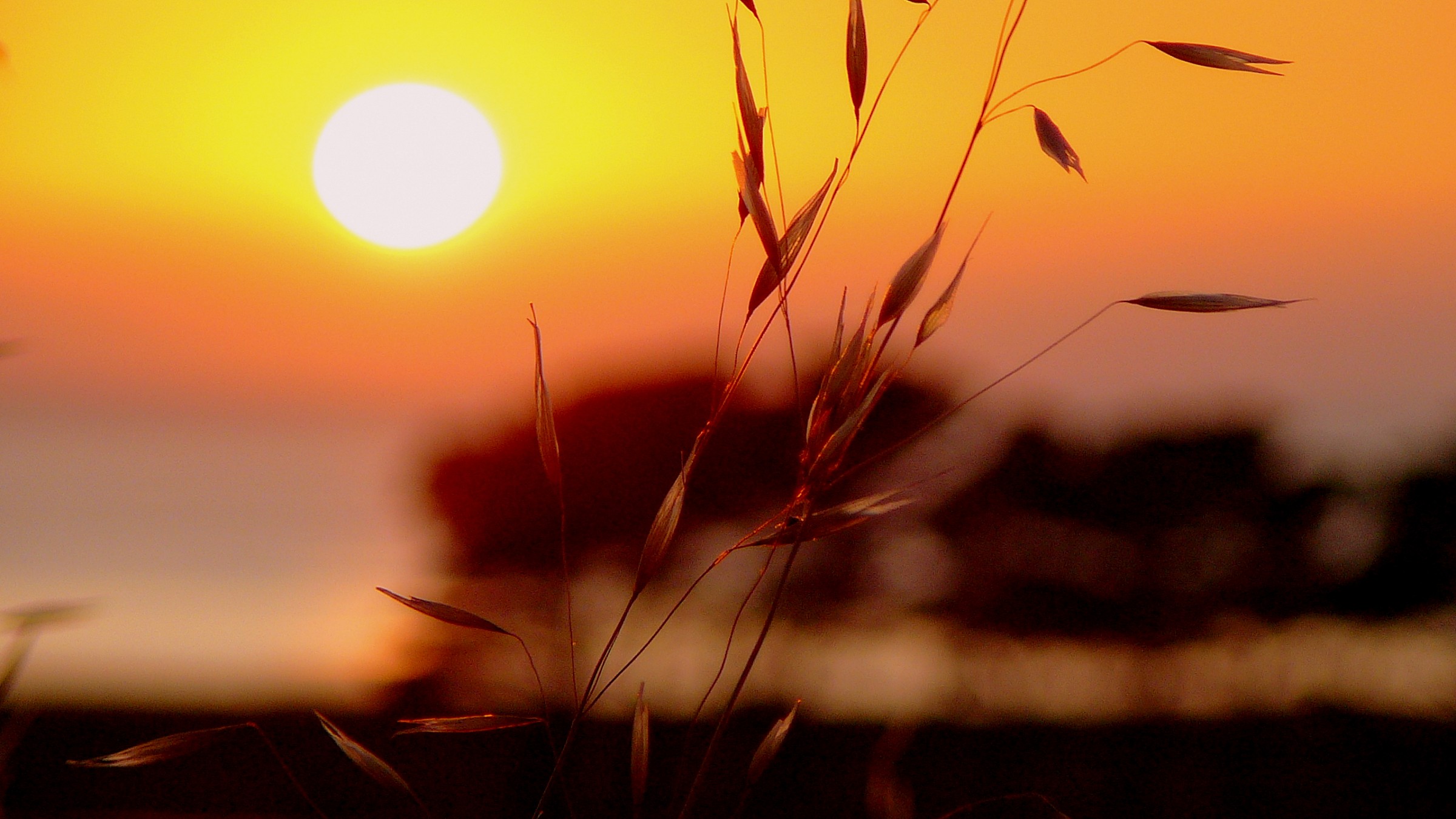 sunset on the field................