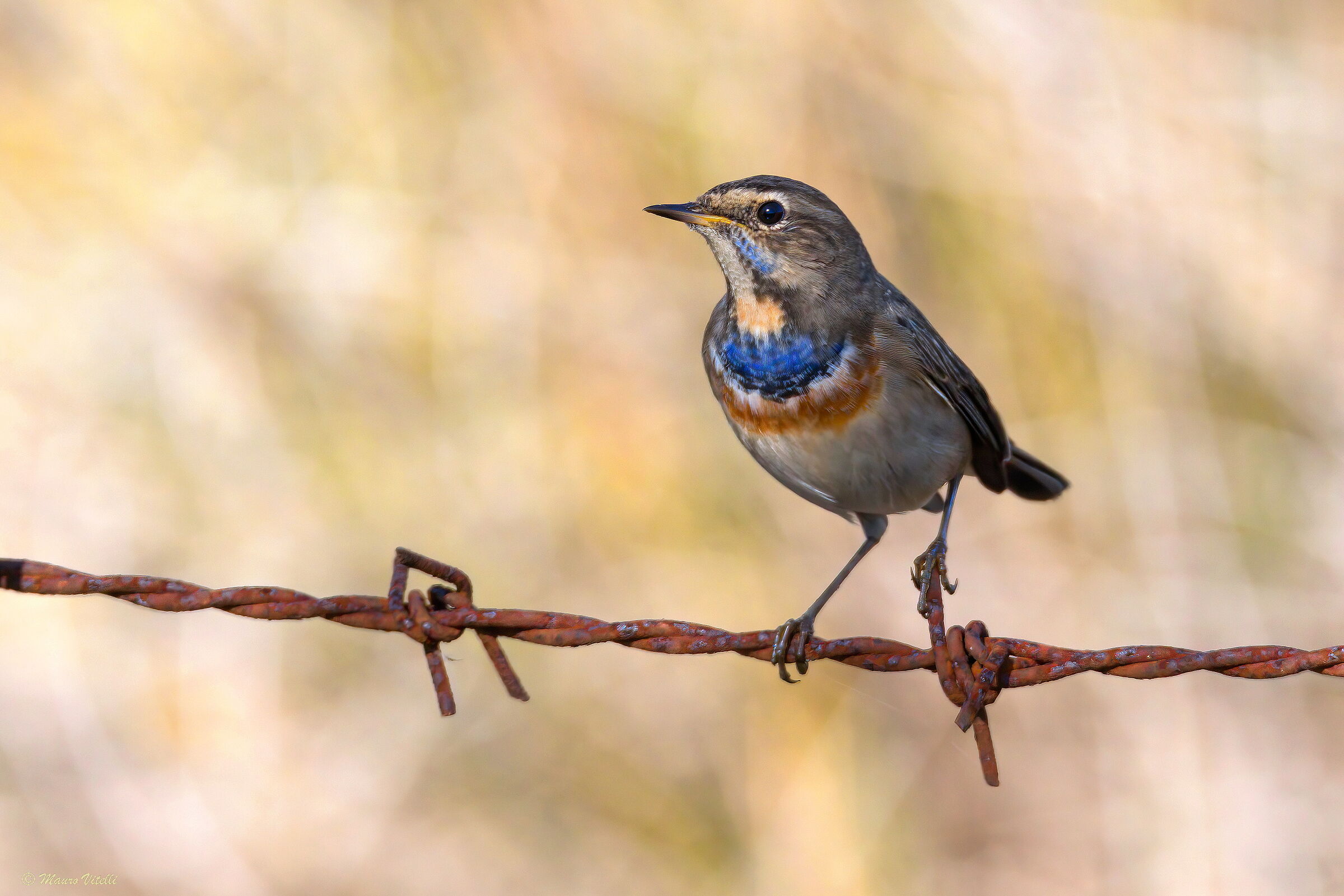 Bluethroat (Luscina svecica)