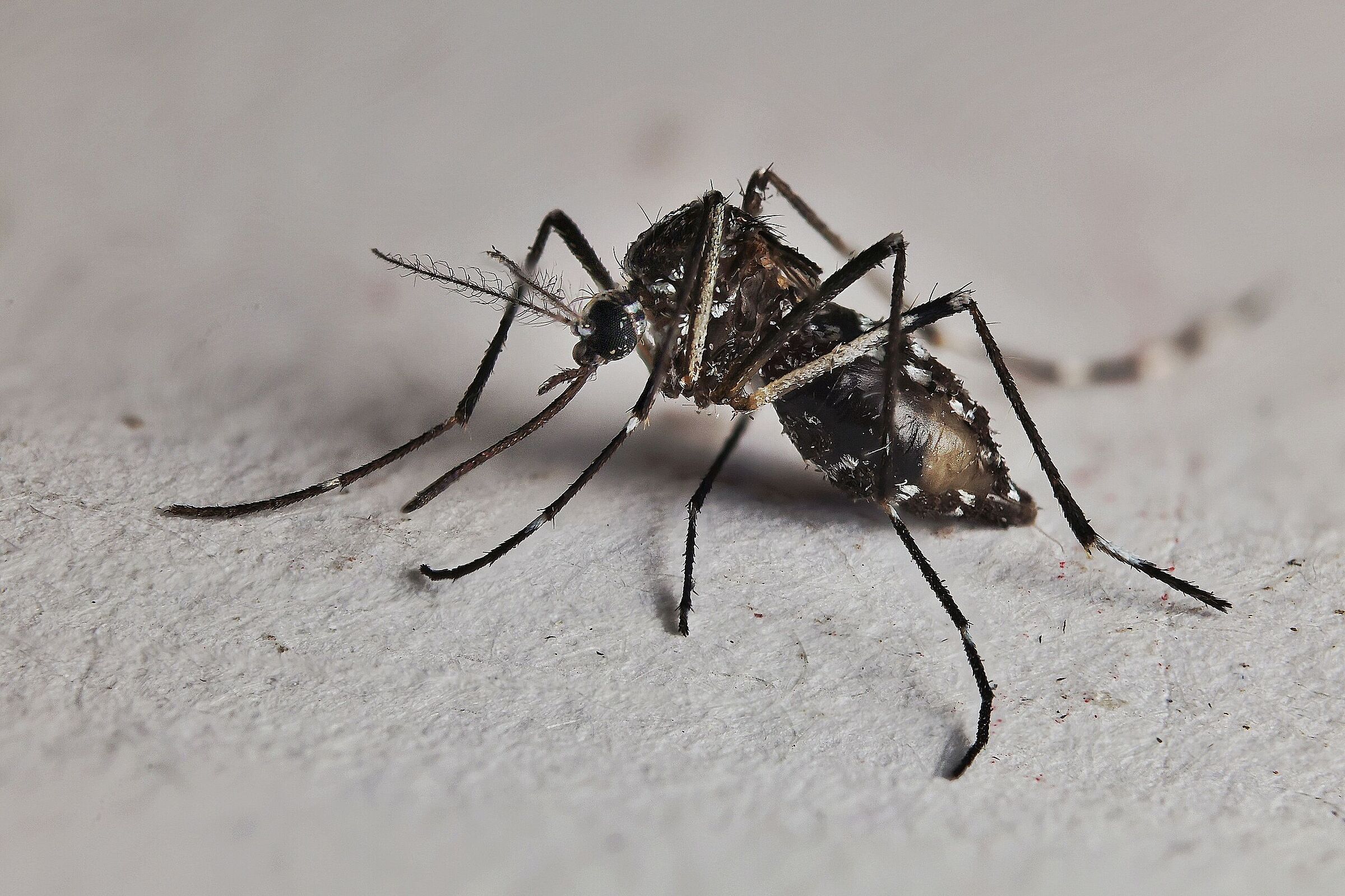 Aedes albopictus