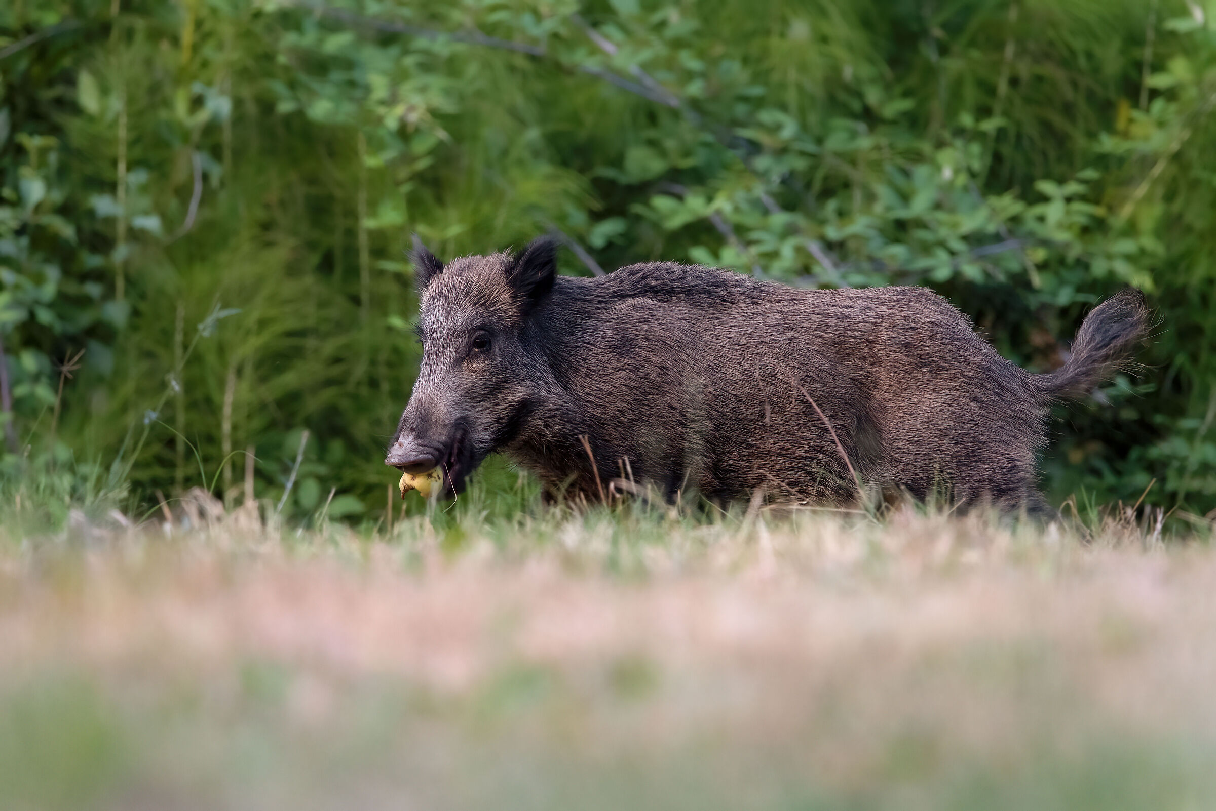 Cinghiale f. (Tuscany / July 2024)