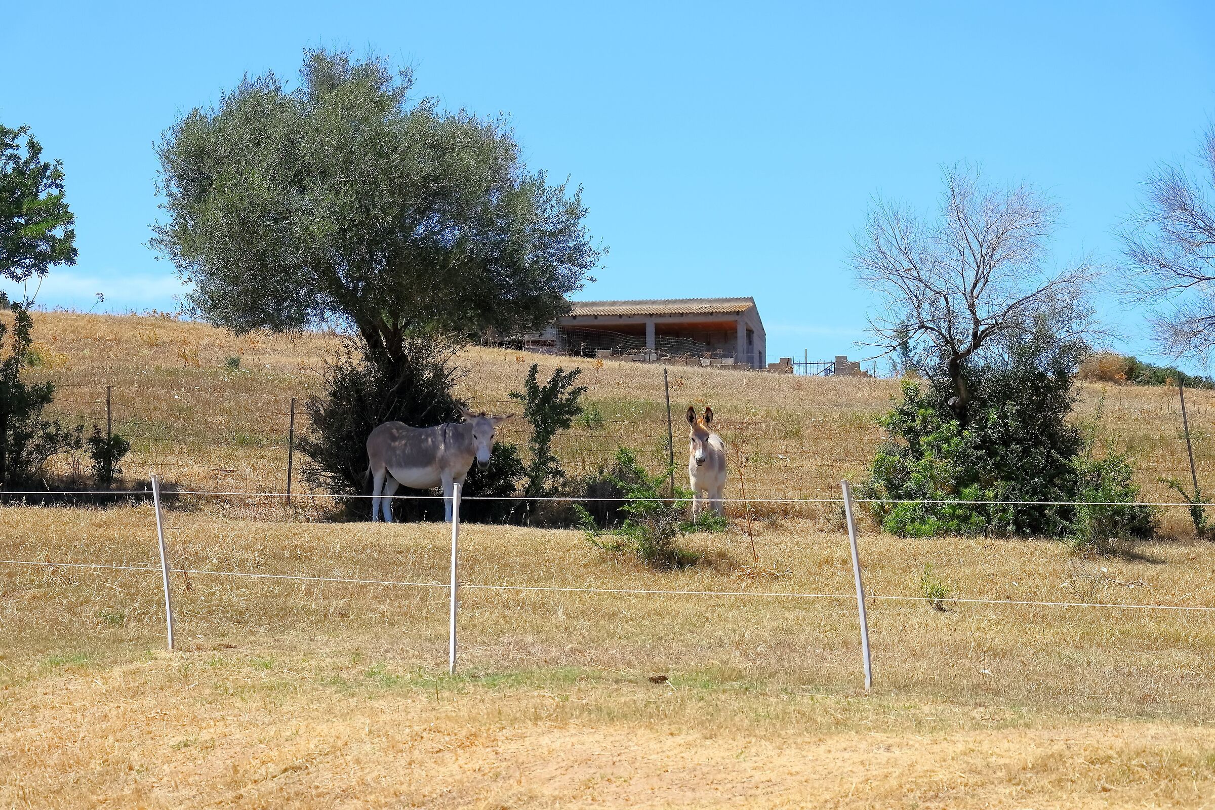 Il podere 22-06-2024 - 1114