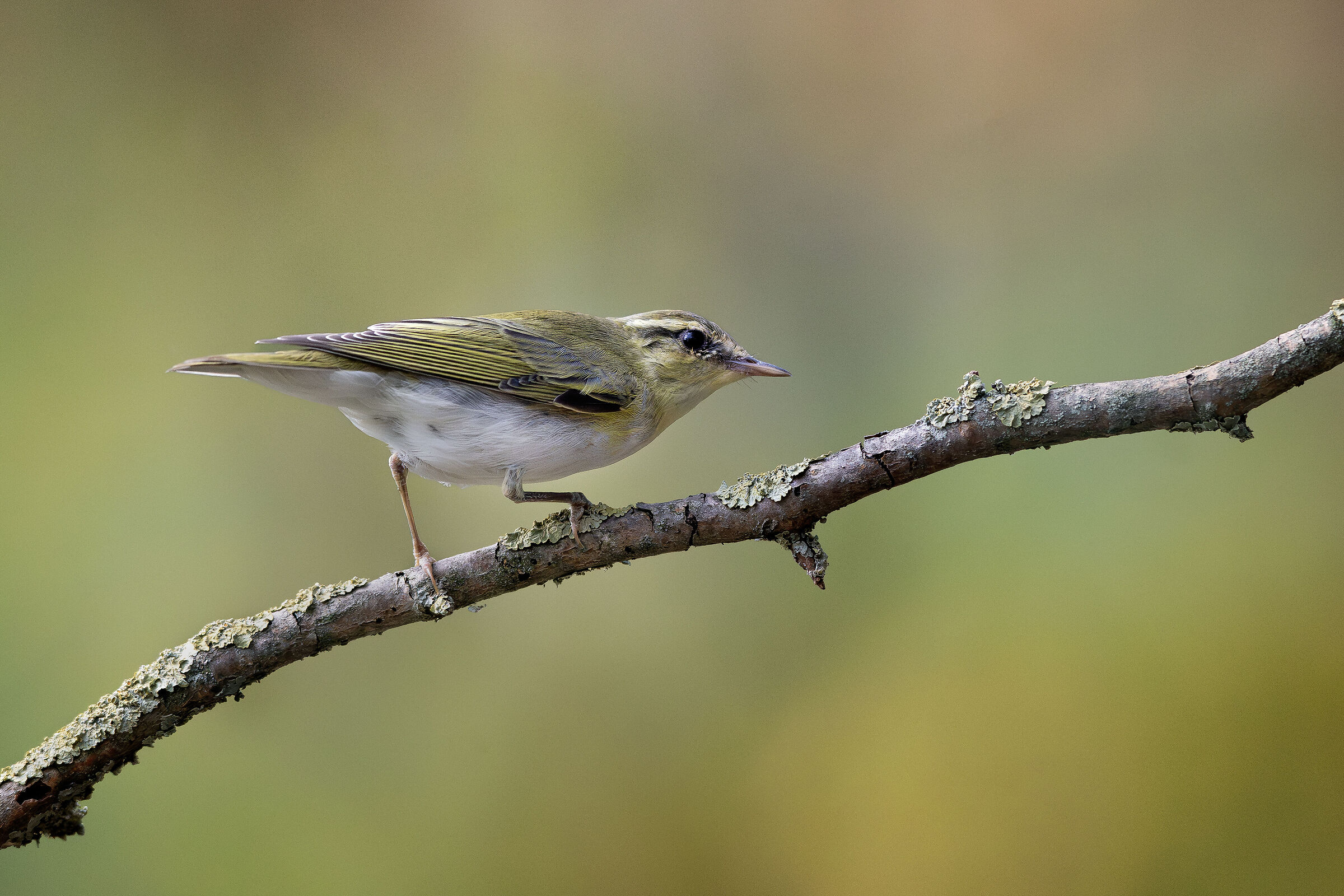 Green Warbler