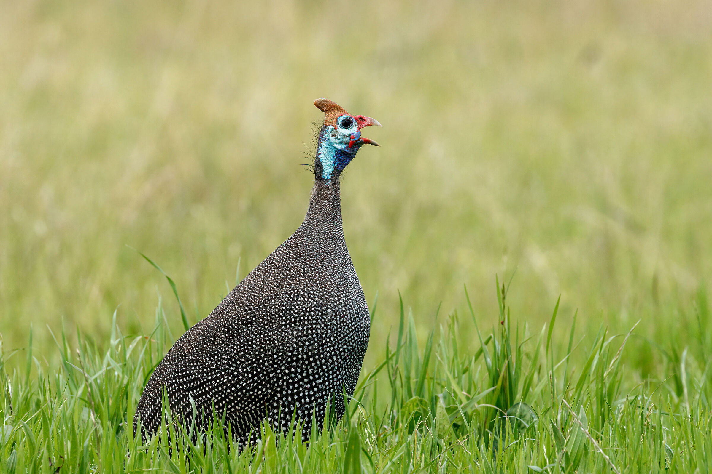 Helmeted guineafowl (Numida meleagris)