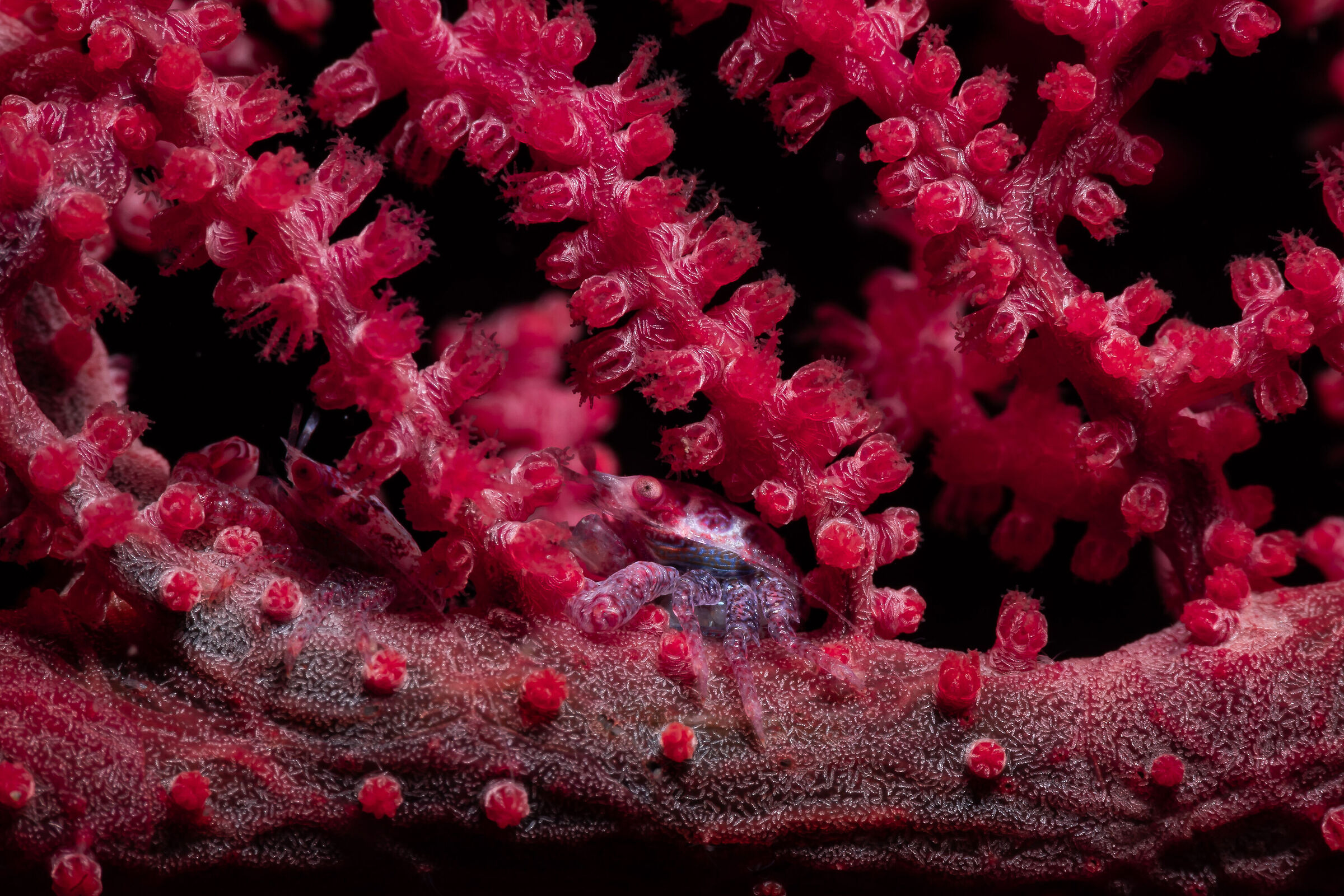 Purple crab
